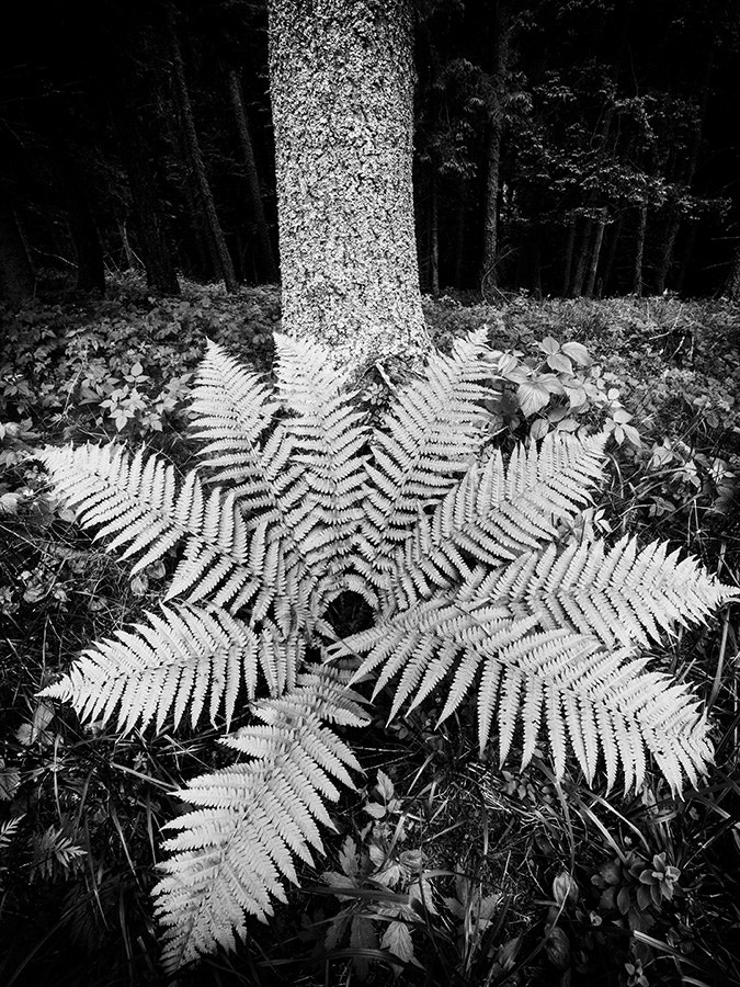 Sony Alpha NEX-7 + Sony E 10-18mm F4 OSS sample photo. Fern photography