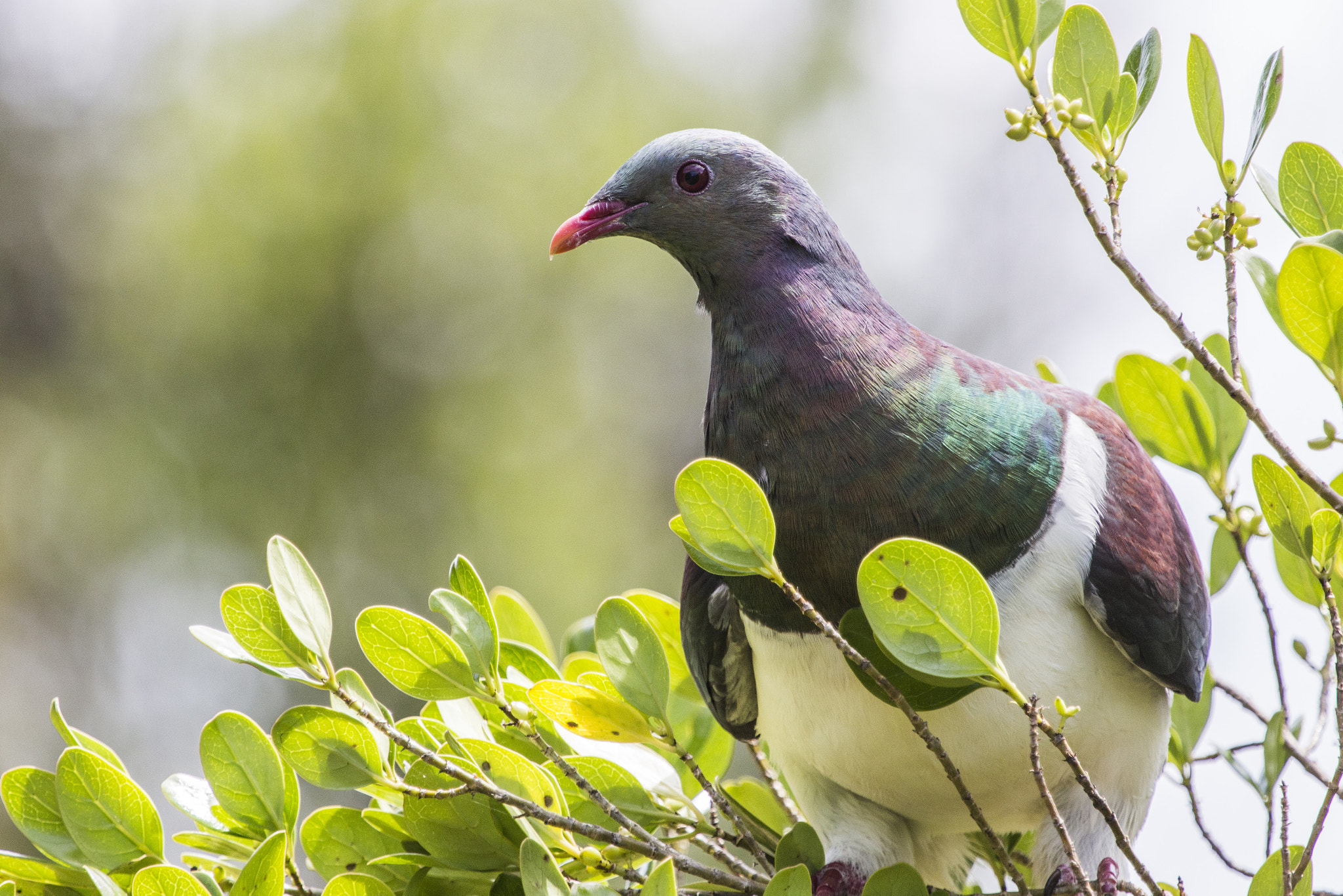 Canon EF 100-400mm F4.5-5.6L IS USM sample photo. Kereru photography
