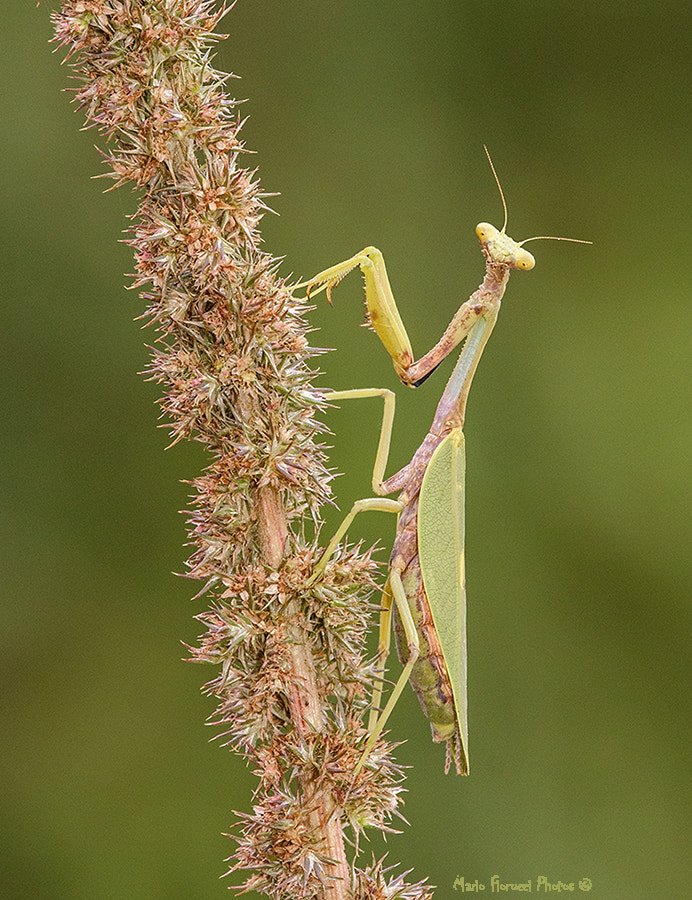 Canon EOS 40D + Canon EF 100-400mm F4.5-5.6L IS USM sample photo. Mantis female photography
