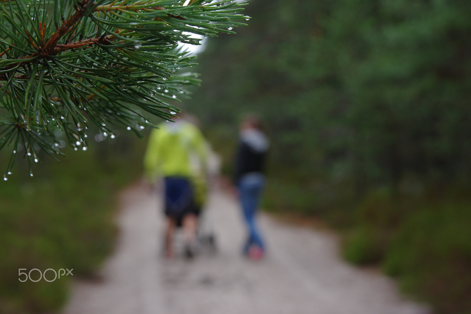 Pentax K-3 sample photo. Rainy afternoon walk in the forest photography