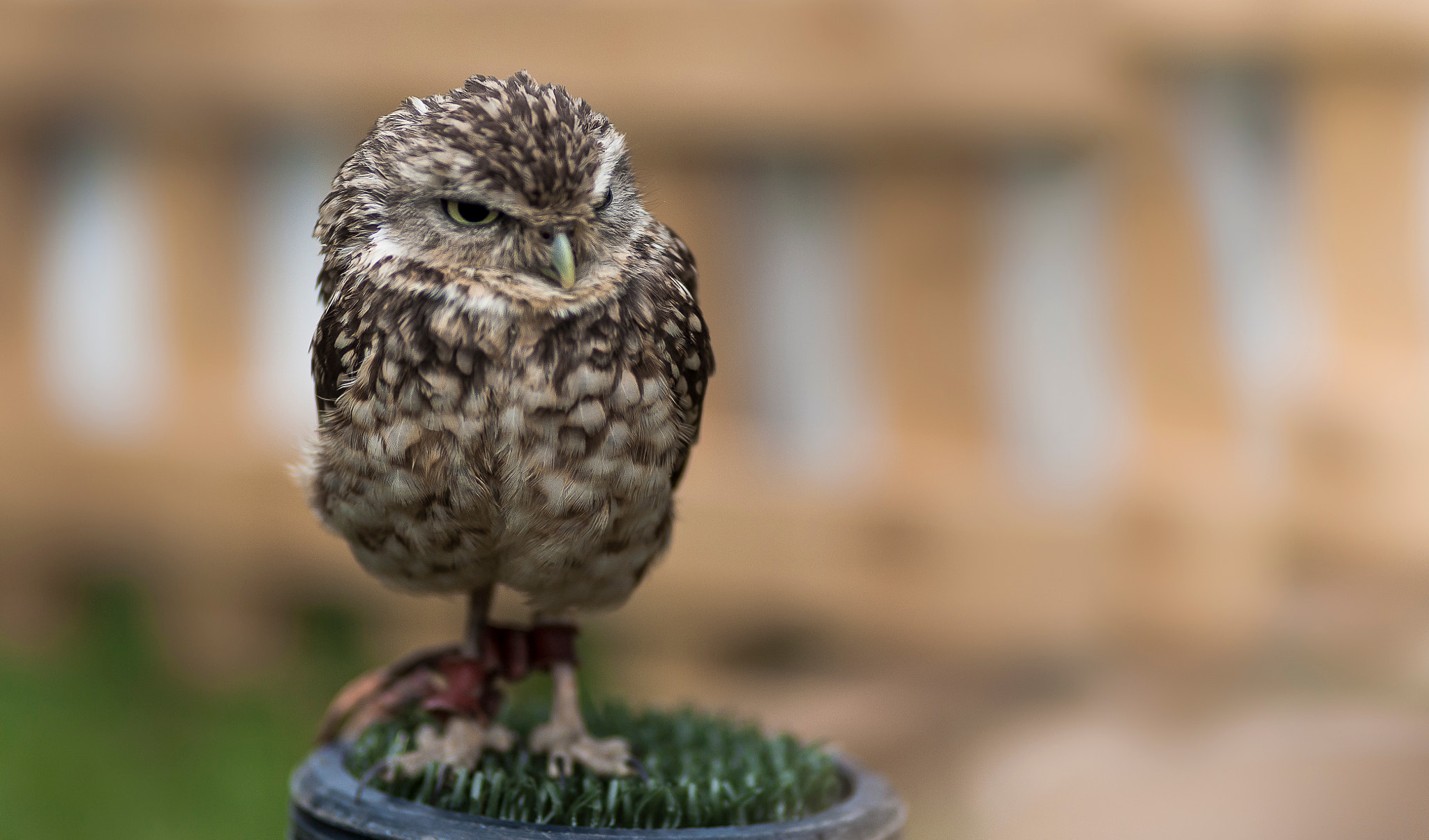 Canon EOS 5D + Canon EF 100mm F2.0 USM sample photo. Angry bird photography