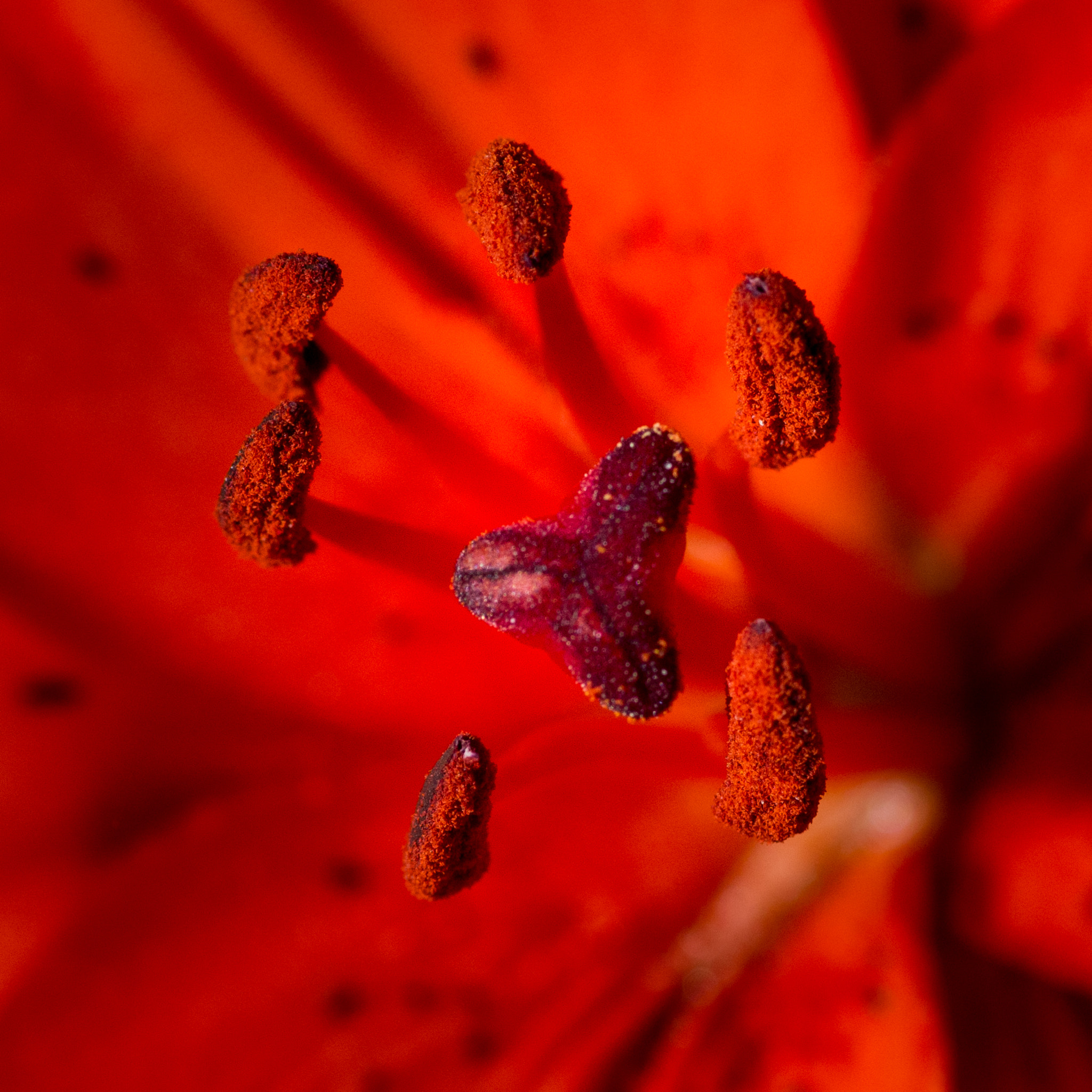 Pentax smc D-FA 100mm F2.8 Macro WR sample photo. Red photography