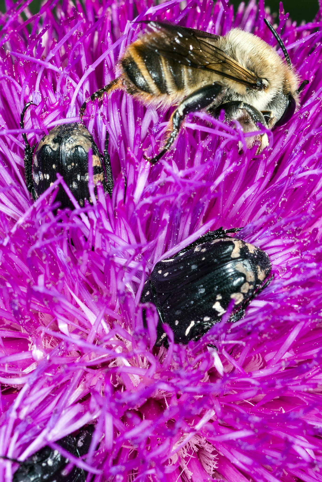 Nikon D800E + Nikon AF Micro-Nikkor 60mm F2.8D sample photo. The insects  on flowers photography