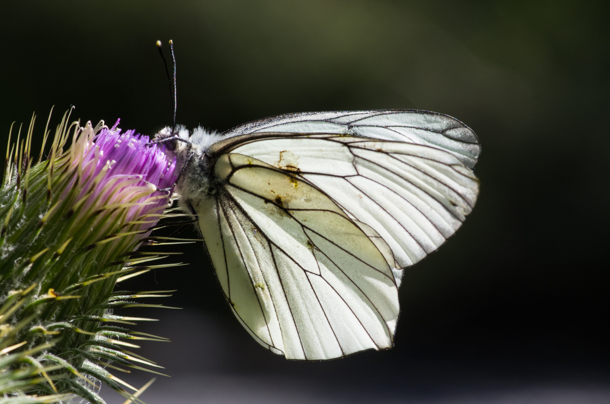 Pentax smc D-FA 100mm F2.8 Macro WR sample photo. Butterfly photography