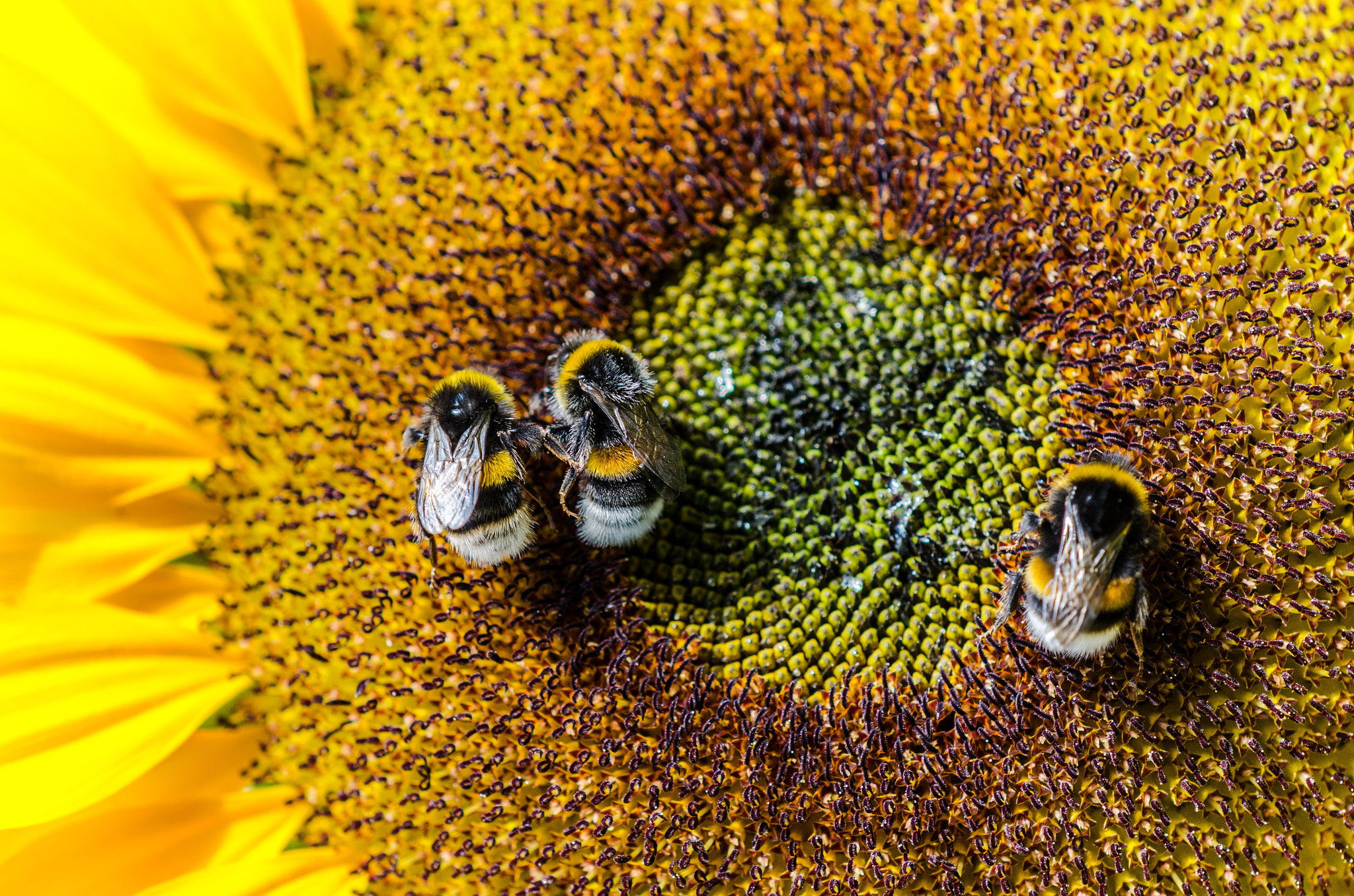 Nikon AF-S DX Micro-Nikkor 85mm F3.5G ED VR sample photo. 3 bees detailed photography