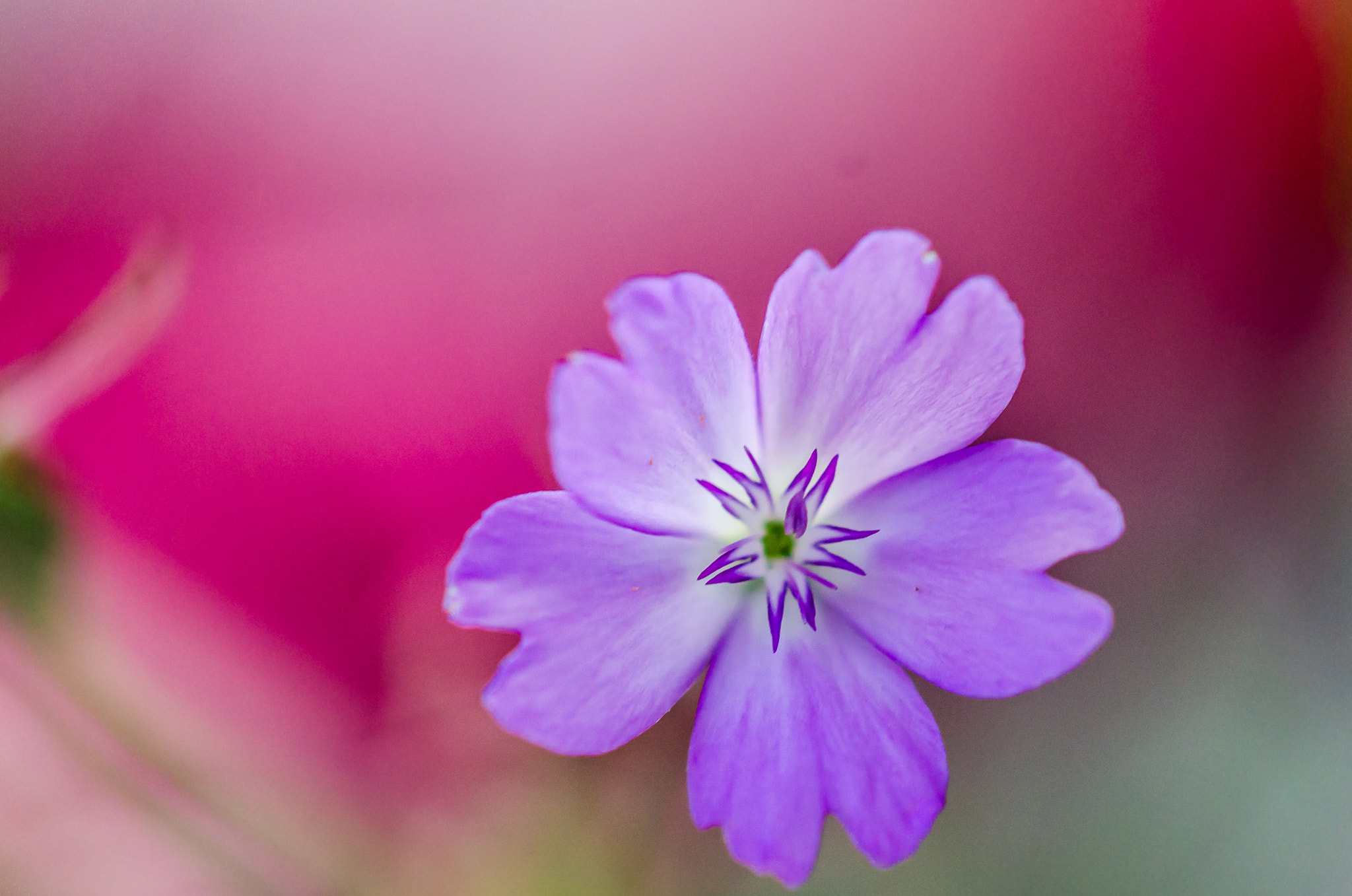 Nikon AF-S DX Micro-Nikkor 85mm F3.5G ED VR sample photo. Another flower photography