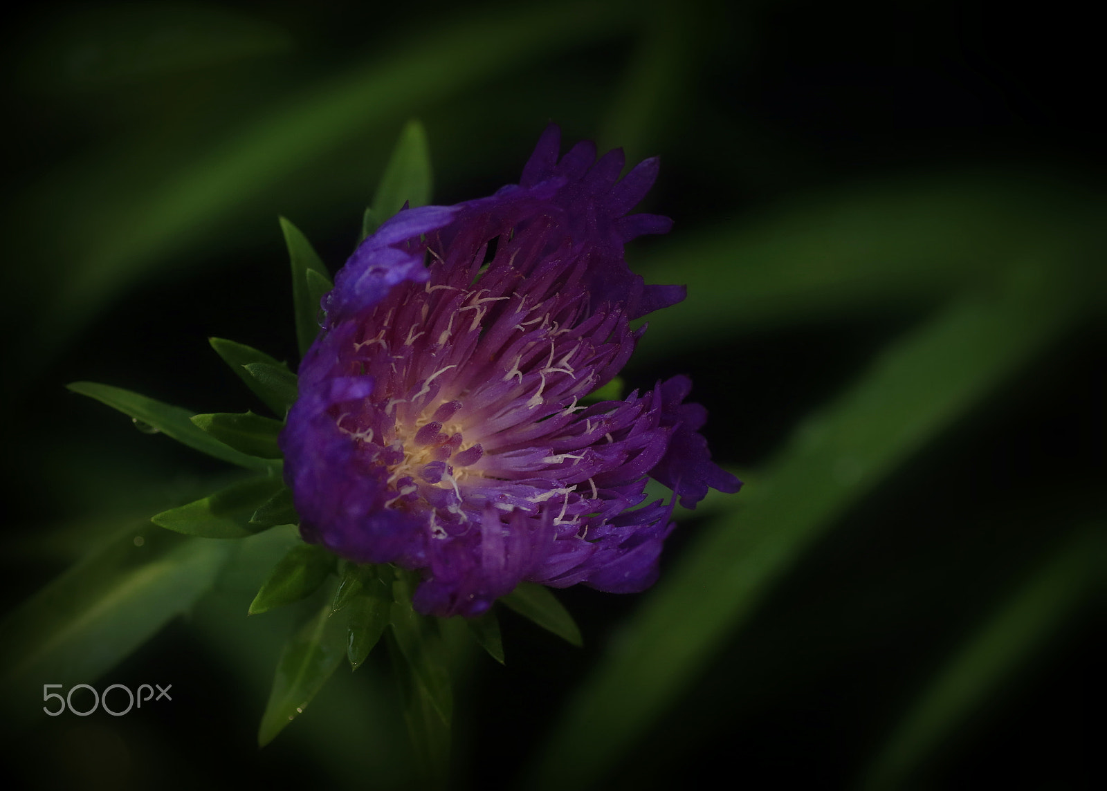 Canon EOS 7D Mark II + Tamron SP AF 90mm F2.8 Di Macro sample photo. Purple on green photography