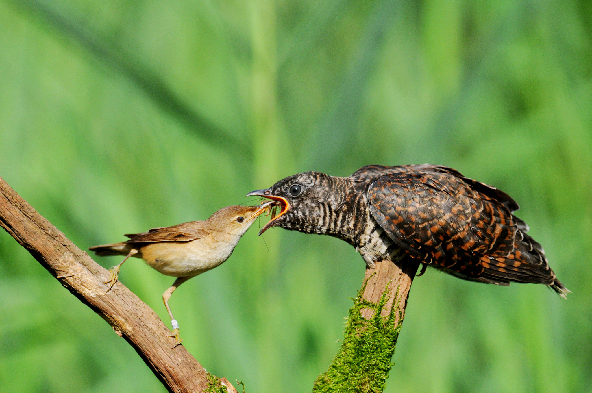 Nikon D300 + Nikon AF-S Nikkor 600mm F4G ED VR sample photo. Cuckoo photography