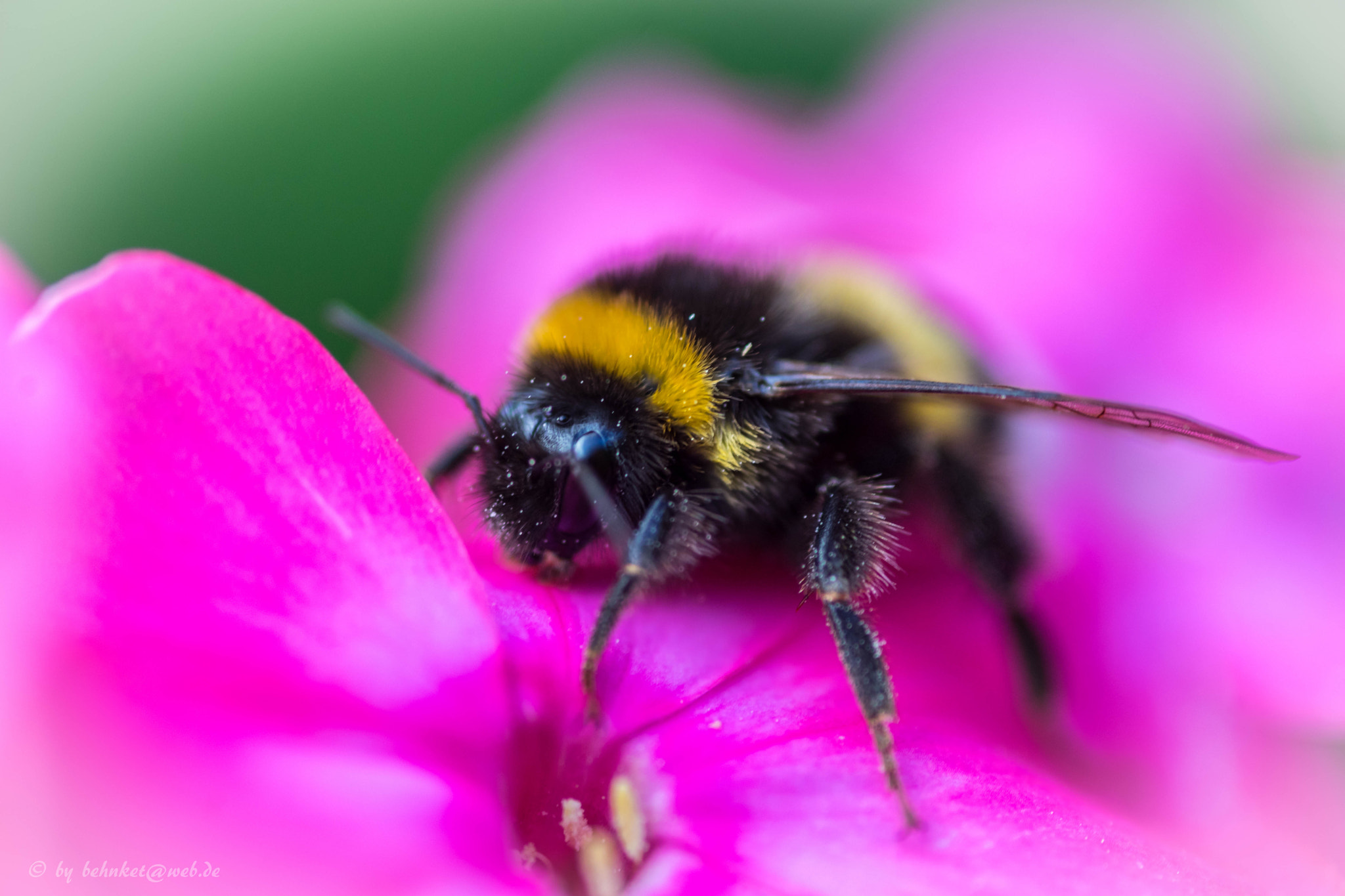 Sony a7 II + Sigma AF 105mm F2.8 EX [DG] Macro sample photo. Bumblebee  ii photography