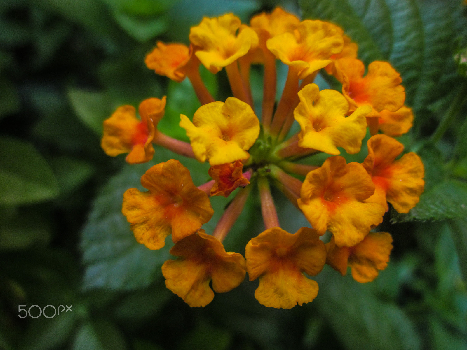 Canon PowerShot A1200 sample photo. Lantana camara photography