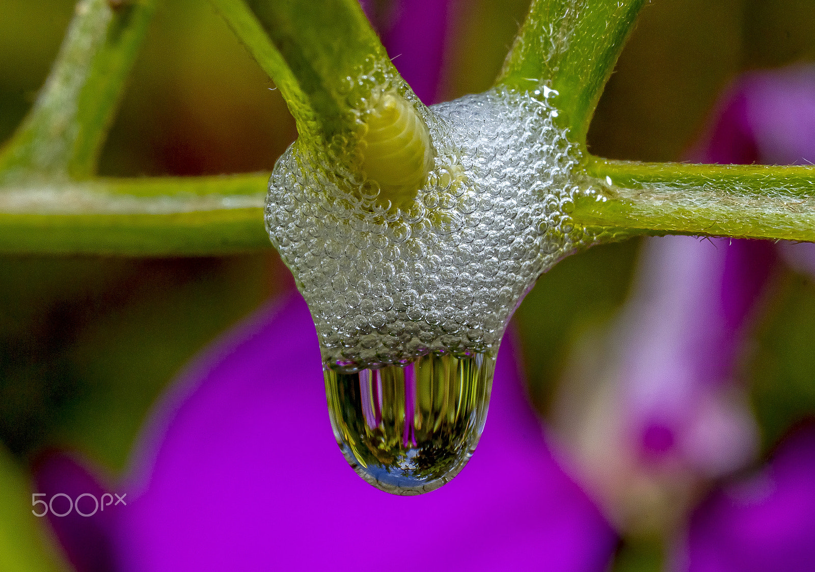 Canon MP-E 65mm F2.5 1-5x Macro Photo sample photo. Spittle bug photography