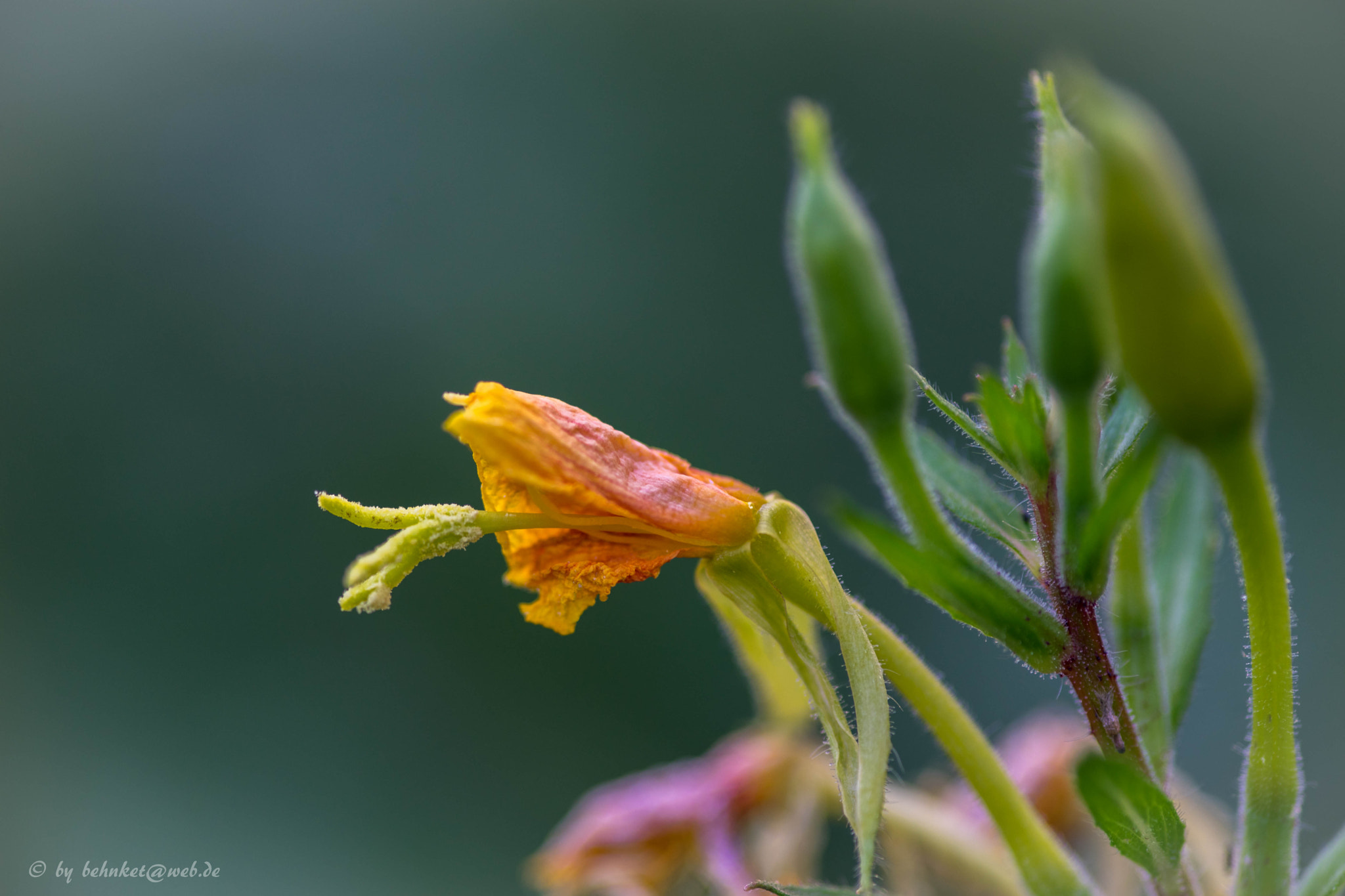 Sigma AF 105mm F2.8 EX [DG] Macro sample photo. The last hours photography