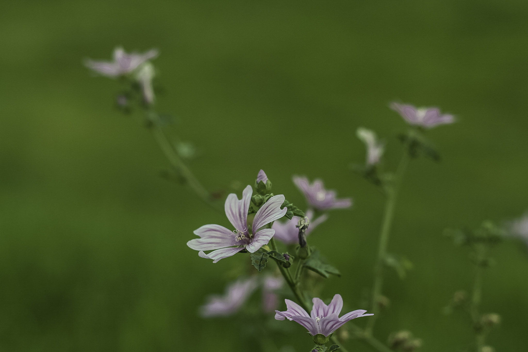 Canon EOS 1000D (EOS Digital Rebel XS / EOS Kiss F) + Canon EF 50mm f/1.8 sample photo. Green fields with flowers photography