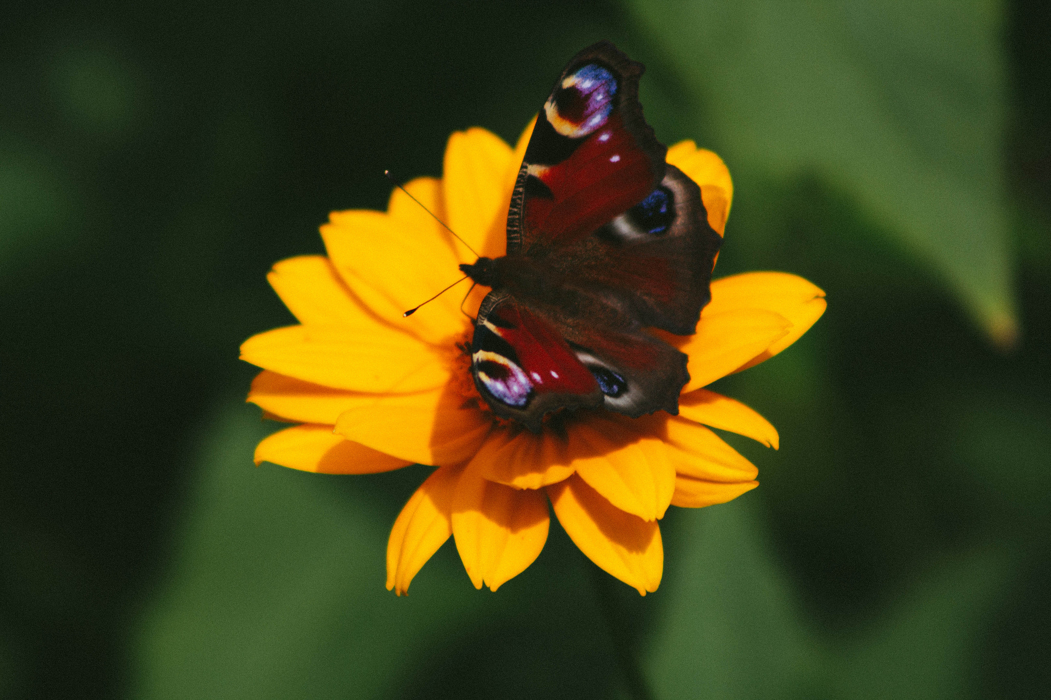 Canon EOS 550D (EOS Rebel T2i / EOS Kiss X4) + EF75-300mm f/4-5.6 sample photo. Butterfly photography