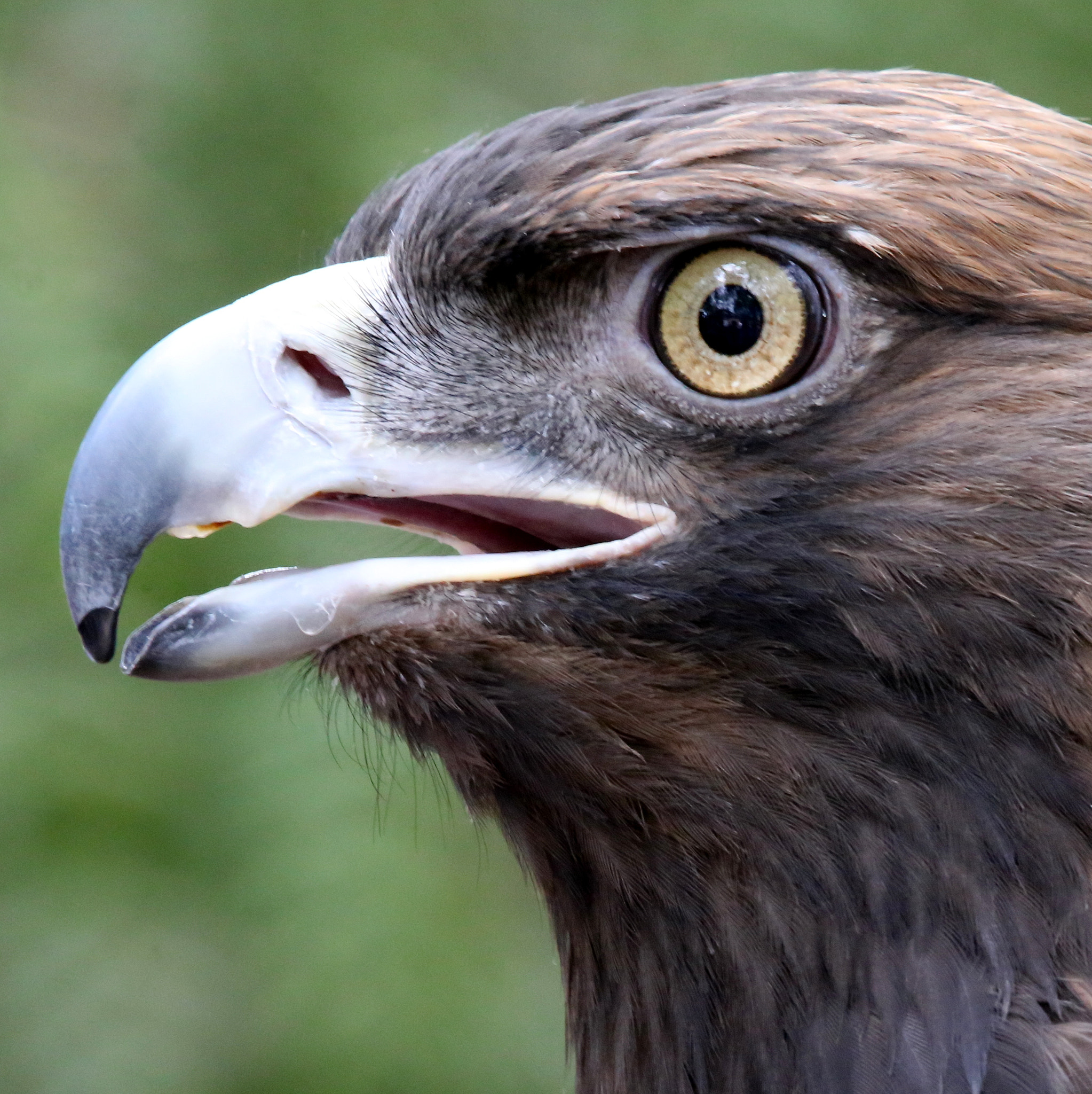 Canon EF 70-200mm F2.8L IS II USM sample photo. Golden eagle photography