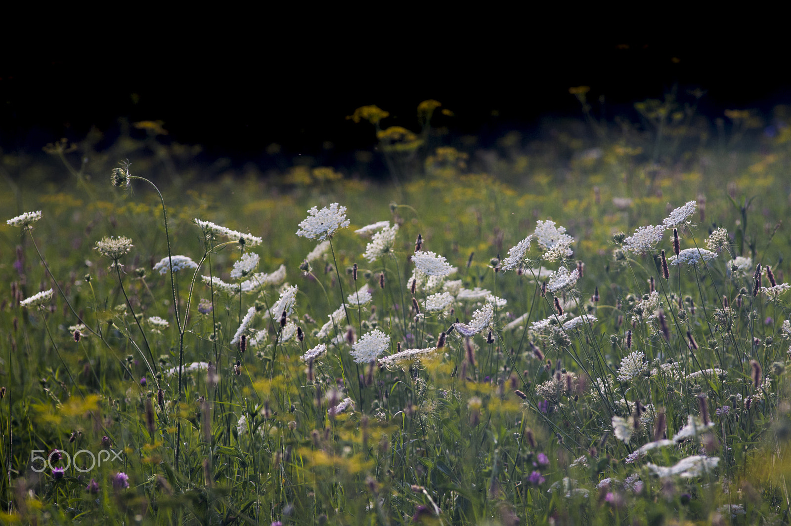 Nikon D700 + AF Nikkor 180mm f/2.8 IF-ED sample photo. Meadow in july photography
