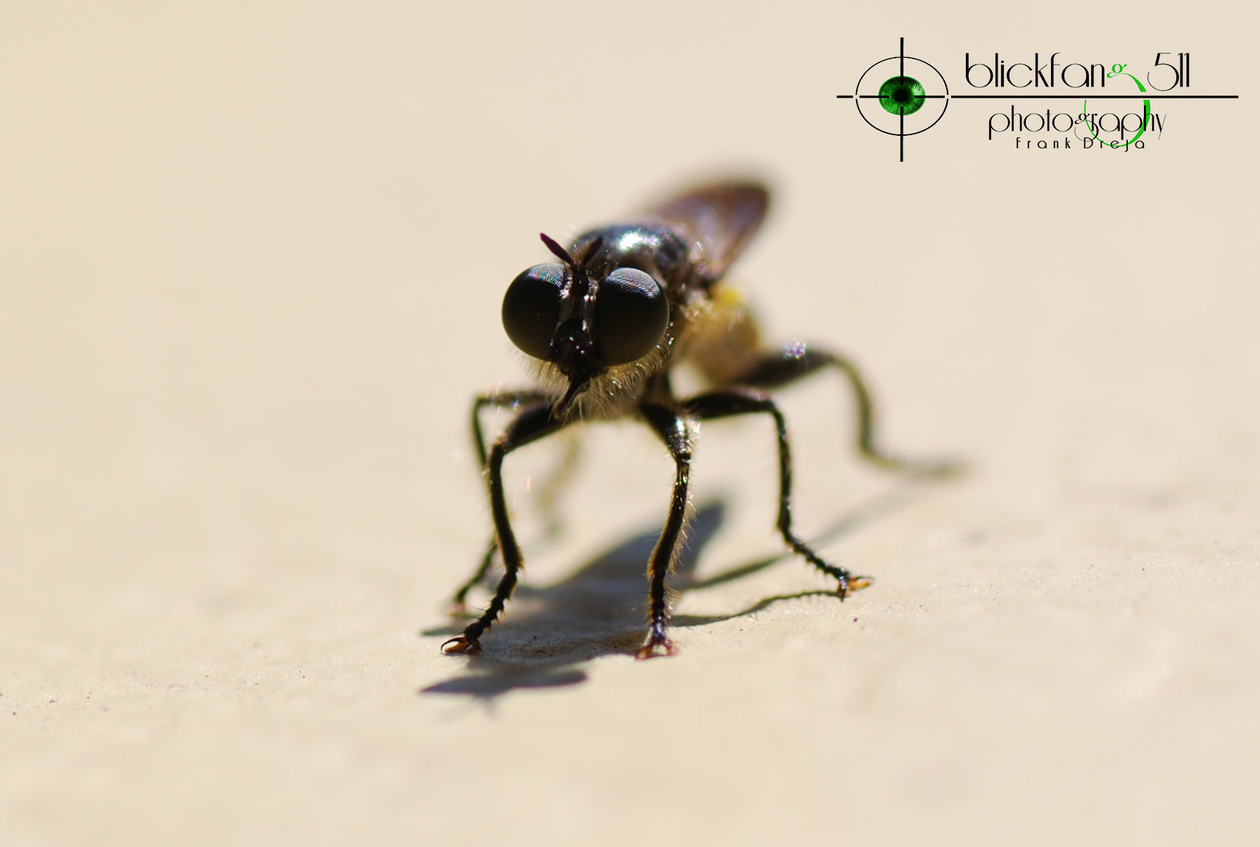 Nikon D80 + Tamron SP 90mm F2.8 Di VC USD 1:1 Macro sample photo. The relaxing fly photography