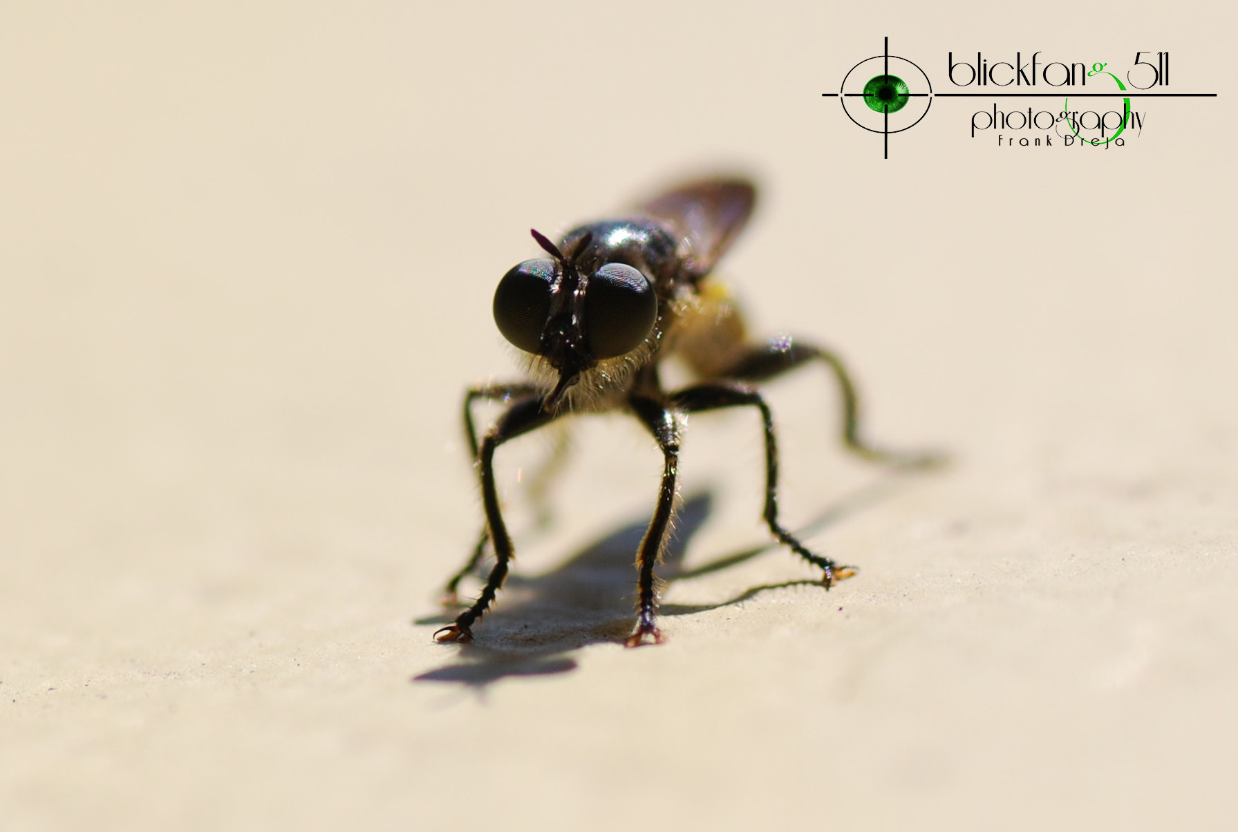 Nikon D80 sample photo. The relaxing fly photography