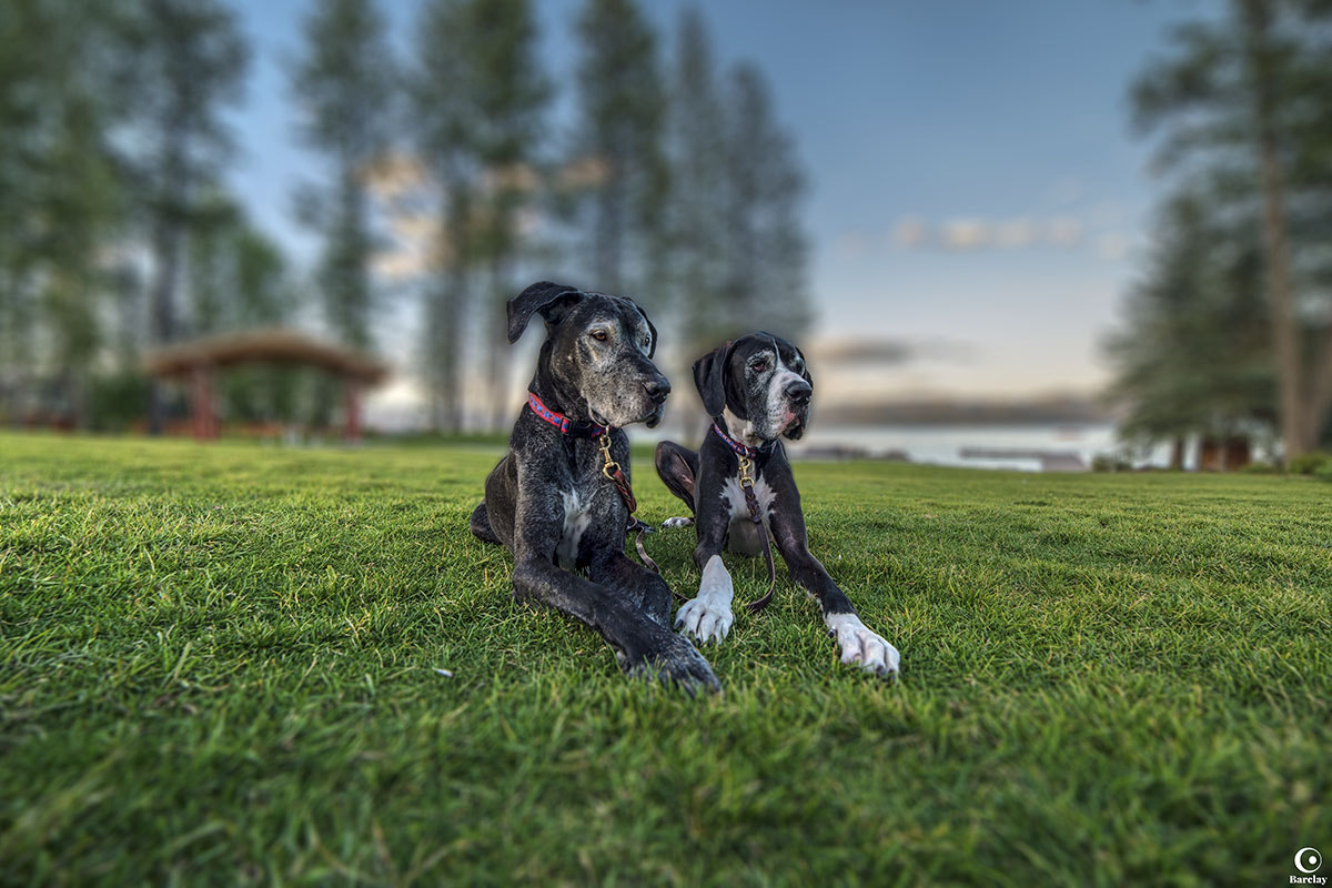 Samyang 14mm F2.8 ED AS IF UMC sample photo. Great danes photography