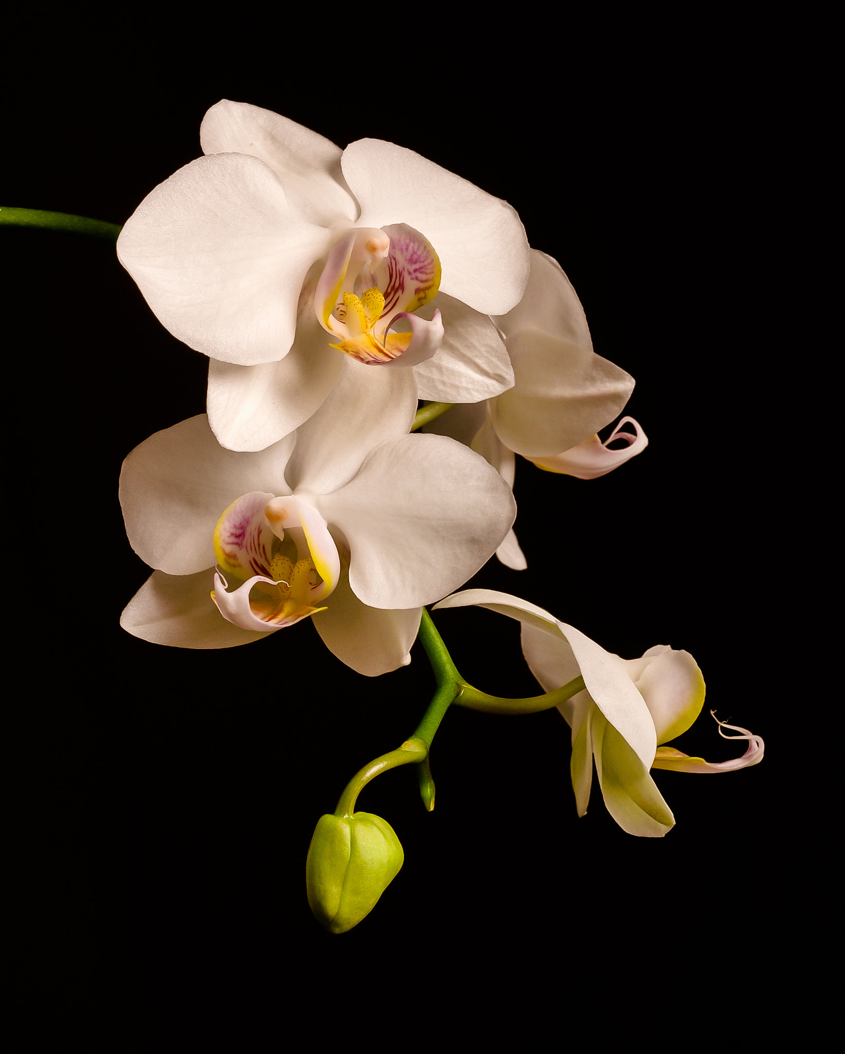 Nikon D70 + AF Micro-Nikkor 55mm f/2.8 sample photo. Orchid photography