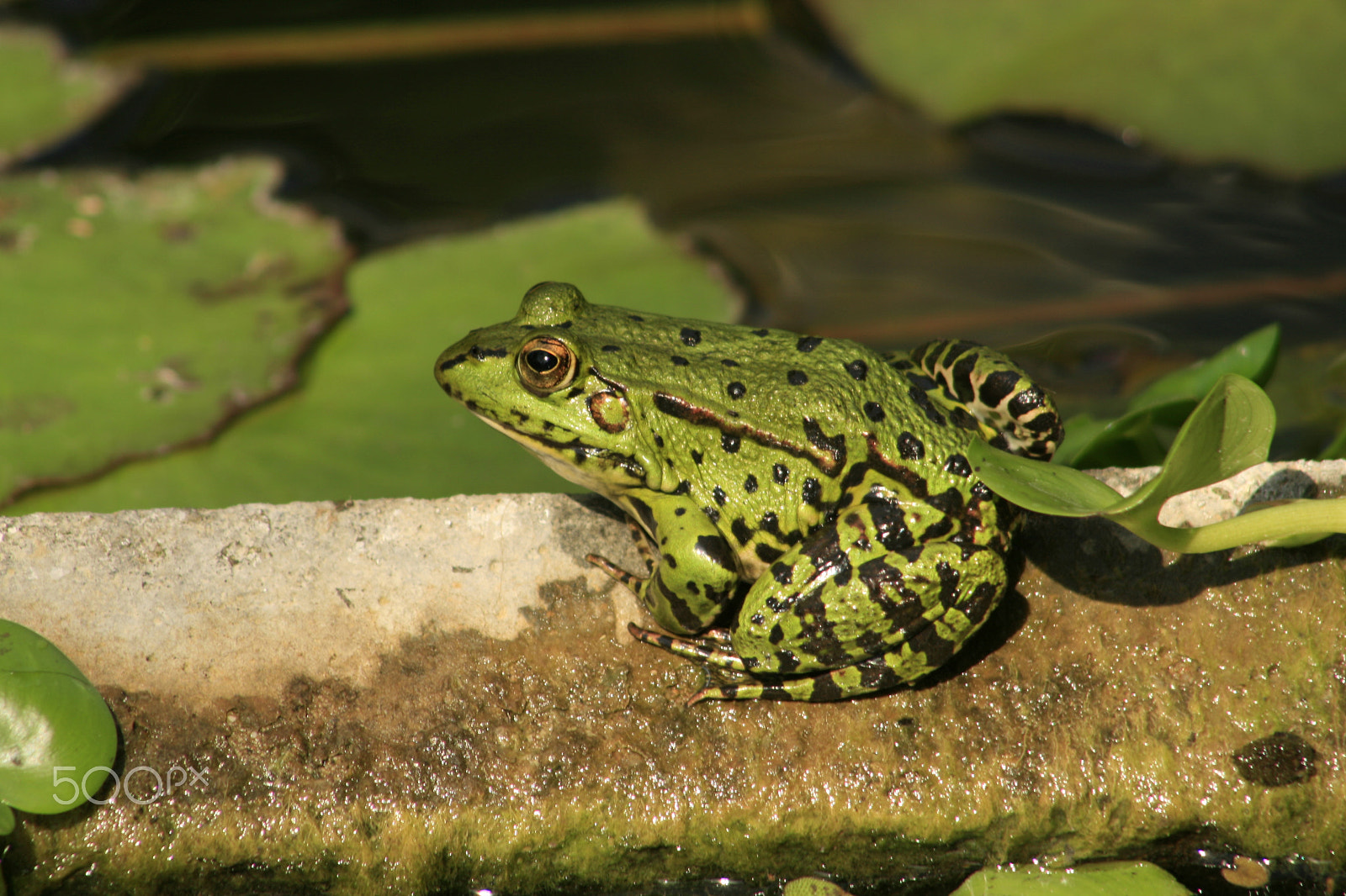 Canon EOS 400D (EOS Digital Rebel XTi / EOS Kiss Digital X) + EF75-300mm f/4-5.6 sample photo. Frog in the lily pond photography