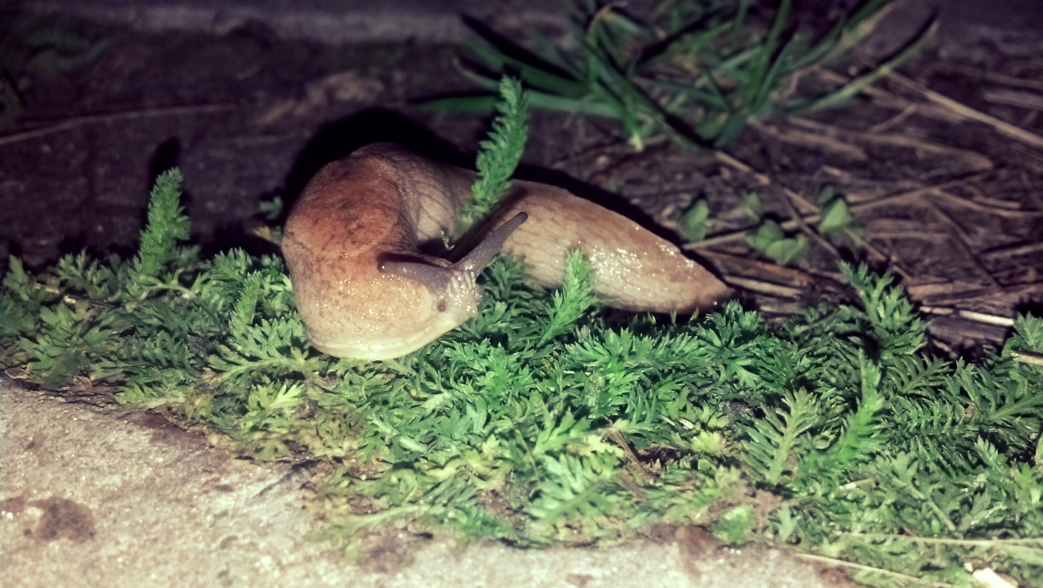 Motorola DROID RAZR sample photo
