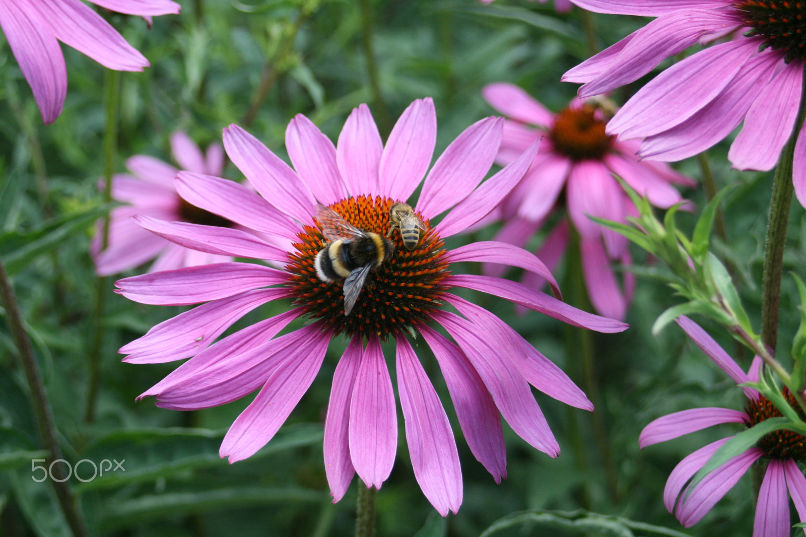 Canon EF 28-80mm f/3.5-5.6 sample photo. Bee honey when drunk photography