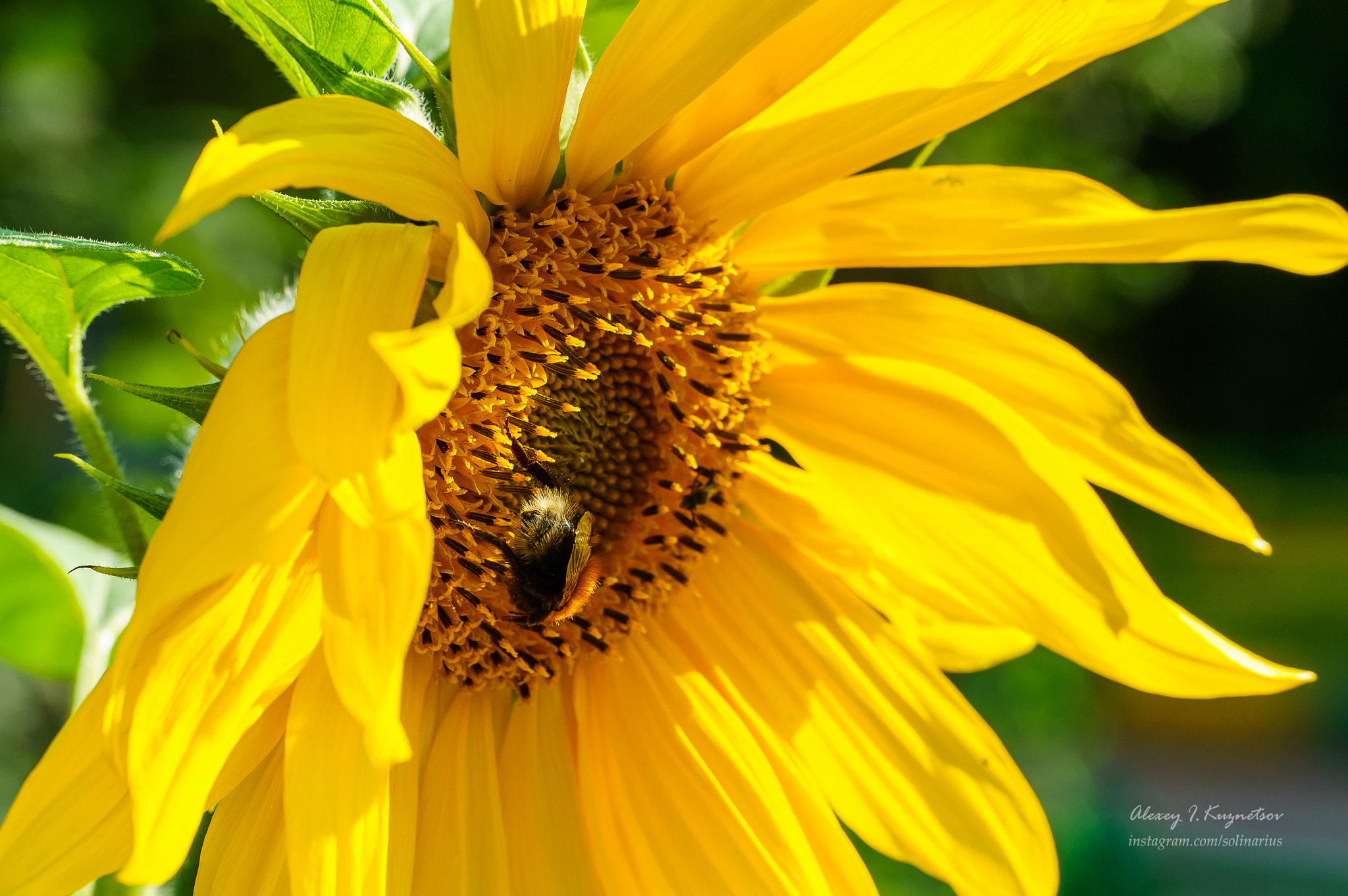 Sony Alpha NEX-5T + Sony E PZ 18-105mm F4 G OSS sample photo. Bumblebee at sunflower photography