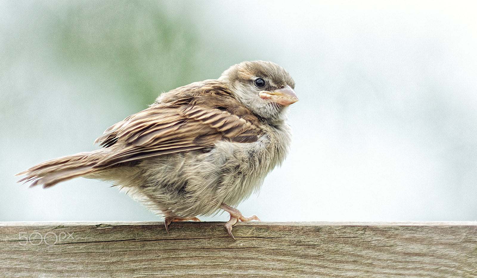Canon EOS 60D + Canon EF 80-200mm f/2.8L sample photo. Babybird photography