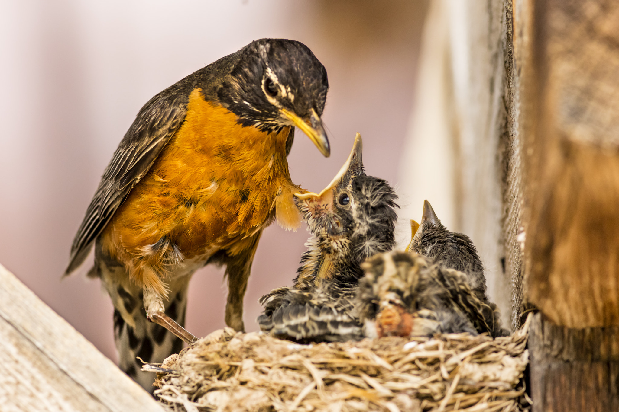Canon EOS 5DS R + Canon EF 400mm F5.6L USM sample photo. Feeding time photography