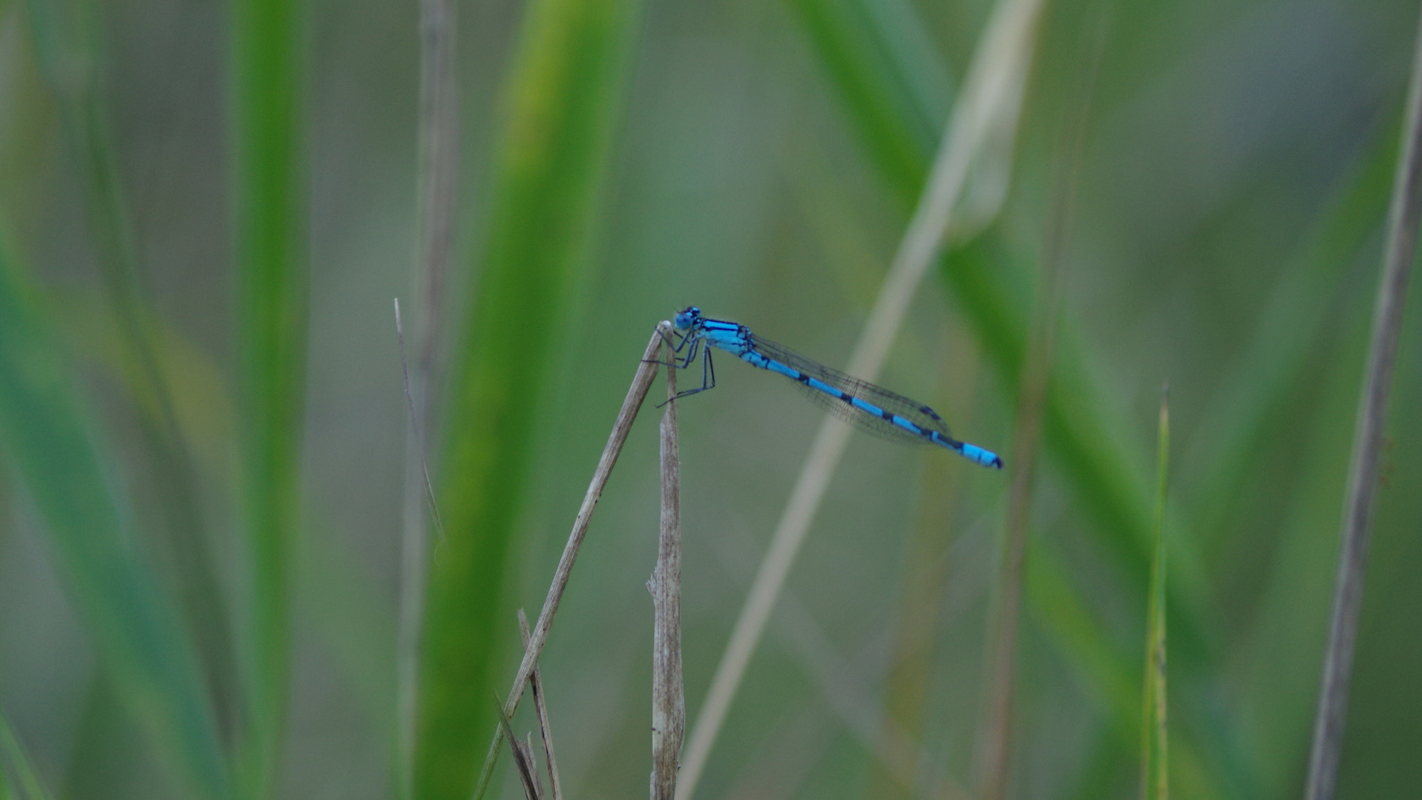 Pentax K-3 sample photo. Blue photography