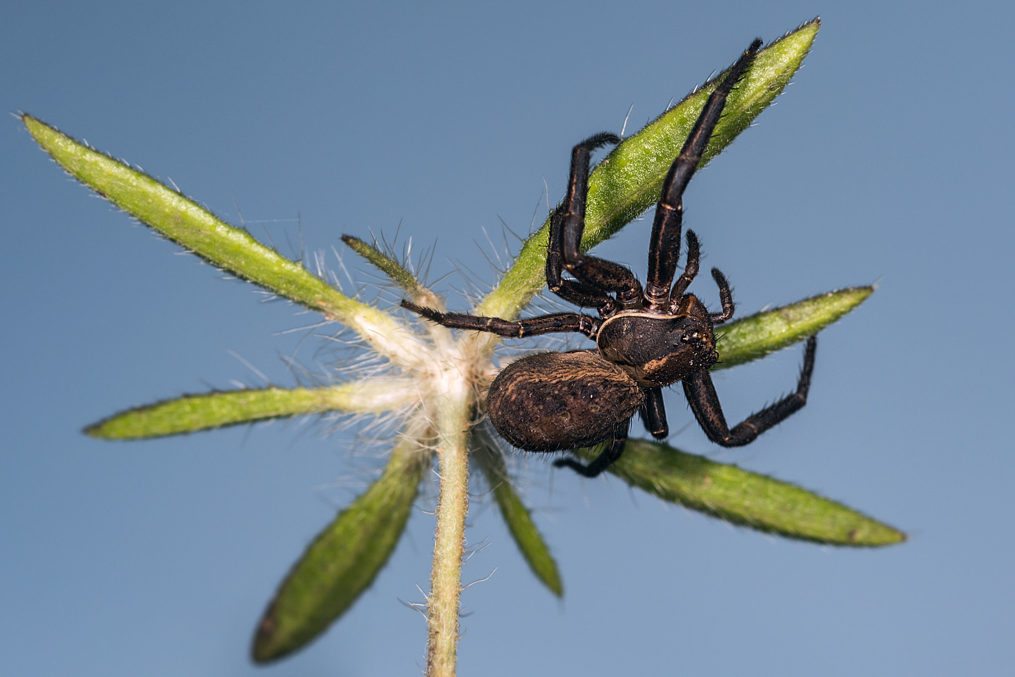 Nikon D800E + Nikon AF Micro-Nikkor 60mm F2.8D sample photo. Spider photography