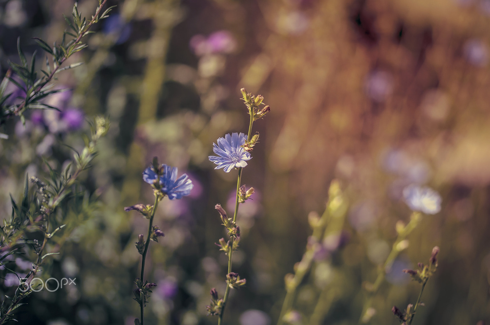 Sigma 105mm F2.8 EX DG OS HSM sample photo. Blue smile photography