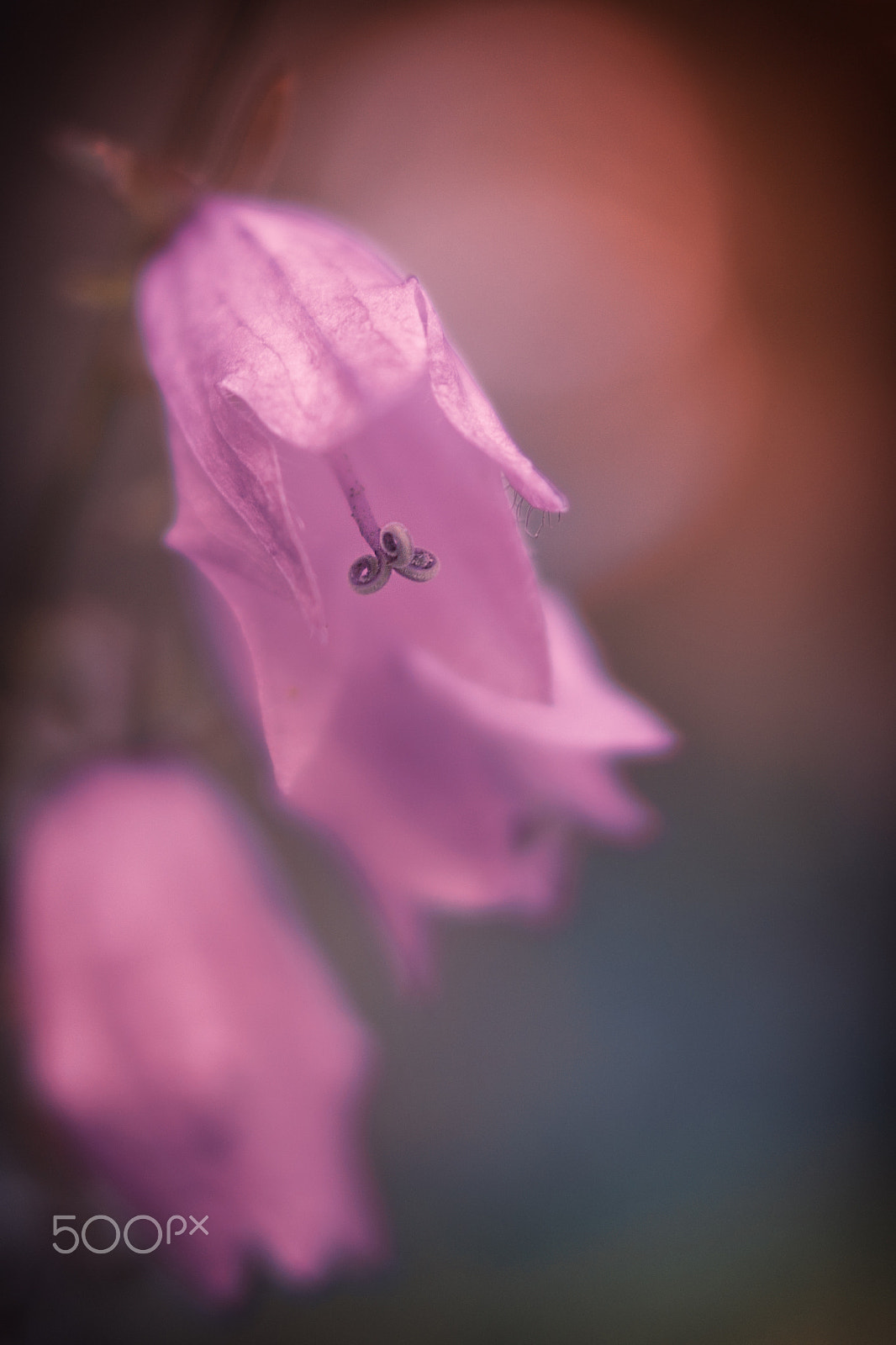 Sony ILCA-77M2 + Sony DT 35mm F1.8 SAM sample photo. Magic flower photography