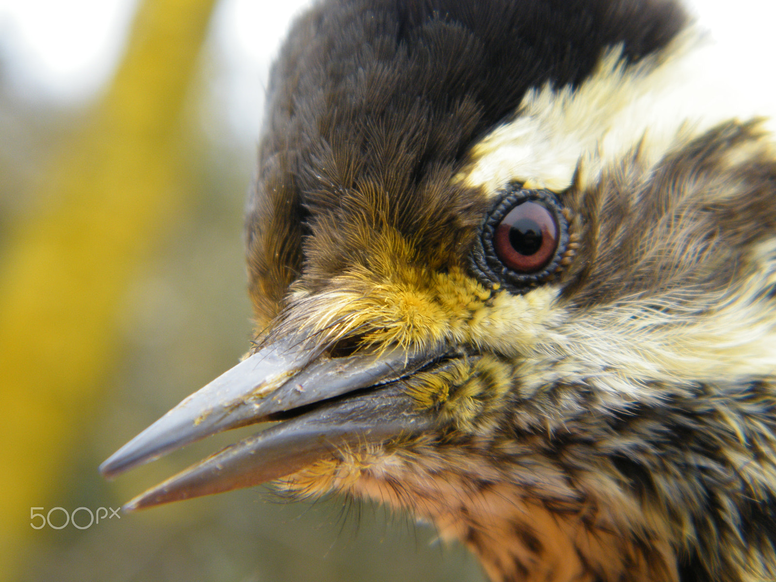 Fujifilm FinePix S2000HD sample photo. Striped woodpecker, chile photography