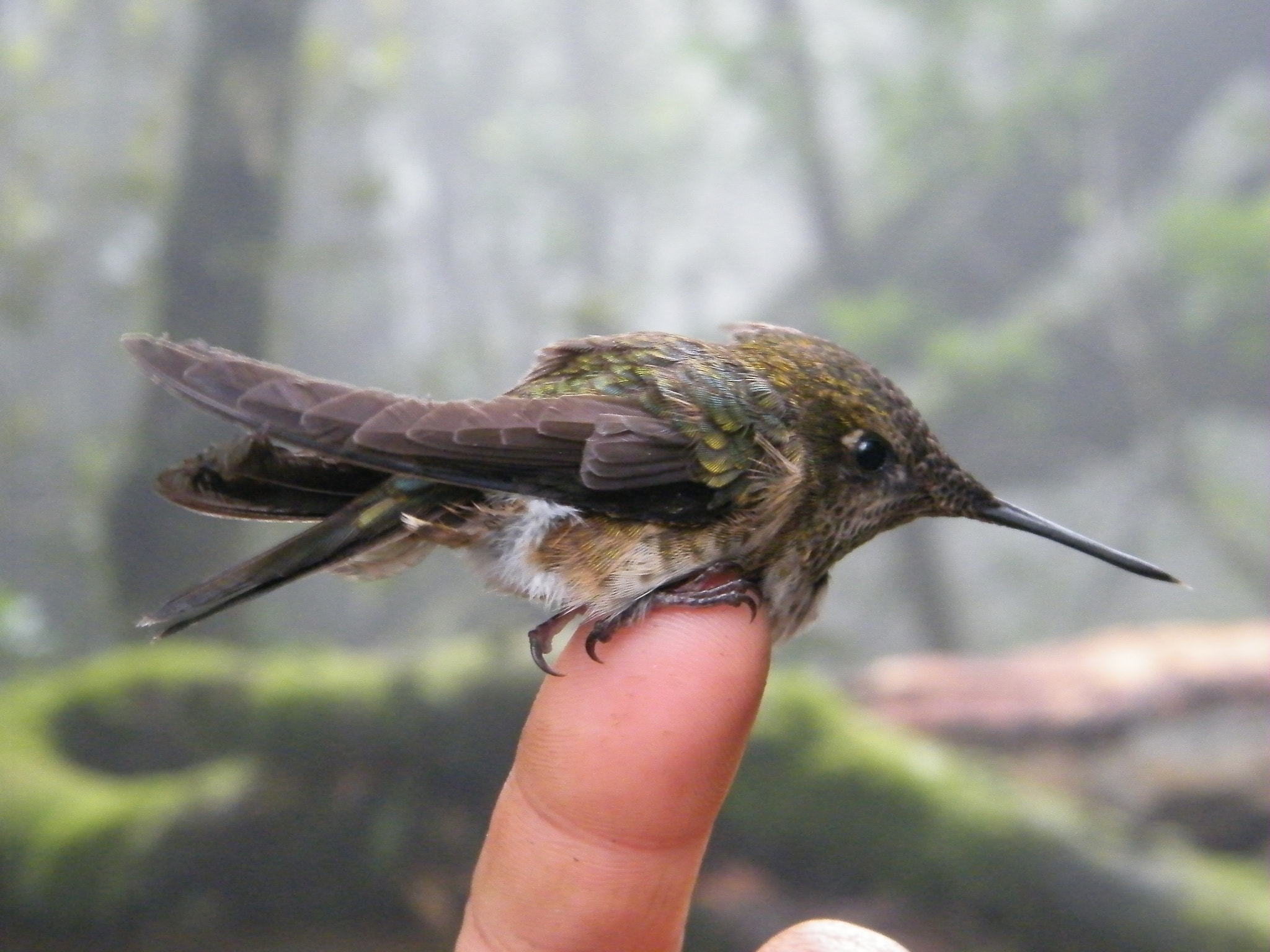 Fujifilm FinePix S2000HD sample photo. Green backed firecrown, chile photography