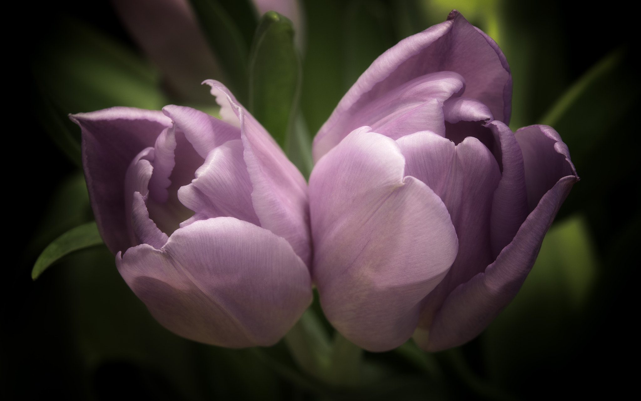 Nikon AF-S Micro-Nikkor 60mm F2.8G ED sample photo. Together photography