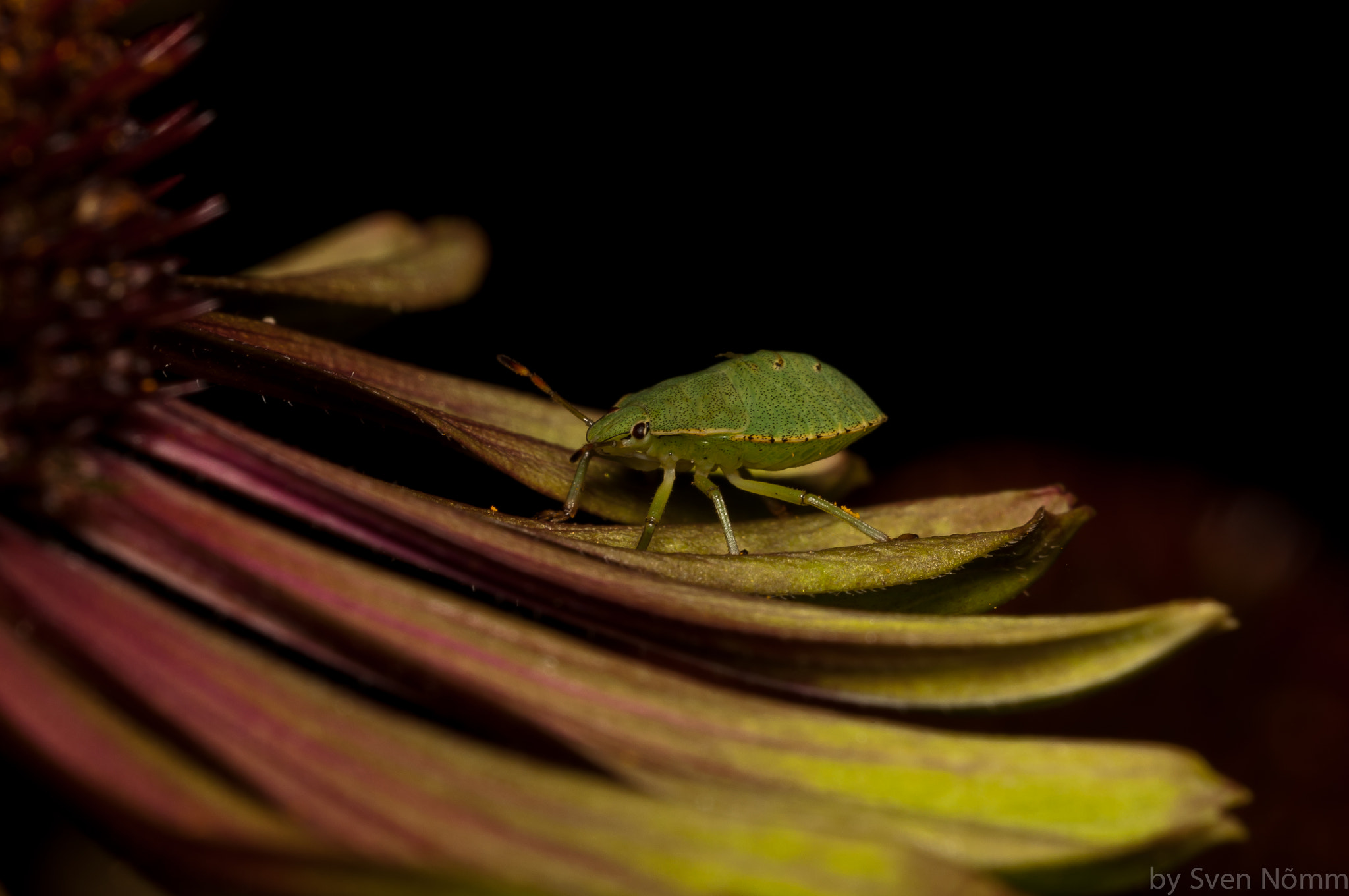 Sigma 150mm F2.8 EX DG Macro HSM sample photo. One more green bug photography