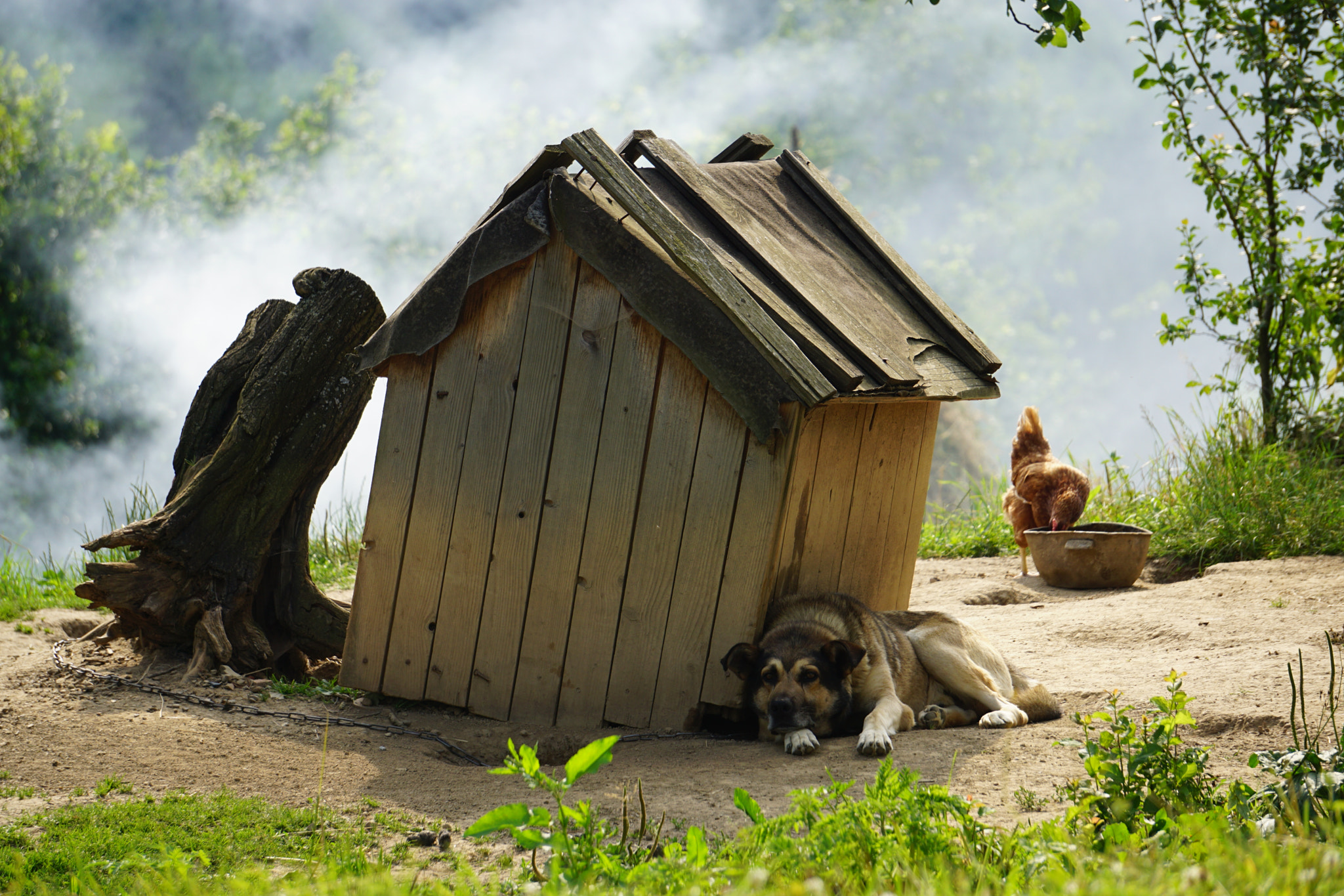 Sony FE 24-240mm F3.5-6.3 OSS sample photo. Lonely dog photography