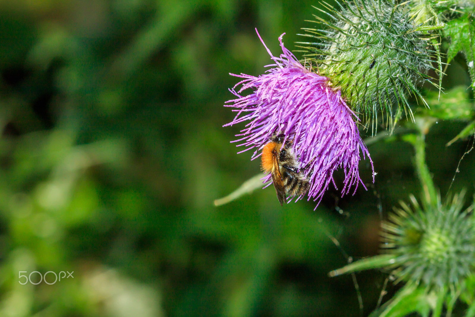 Canon EF 100mm F2.8 Macro USM sample photo. Thistle and bee photography