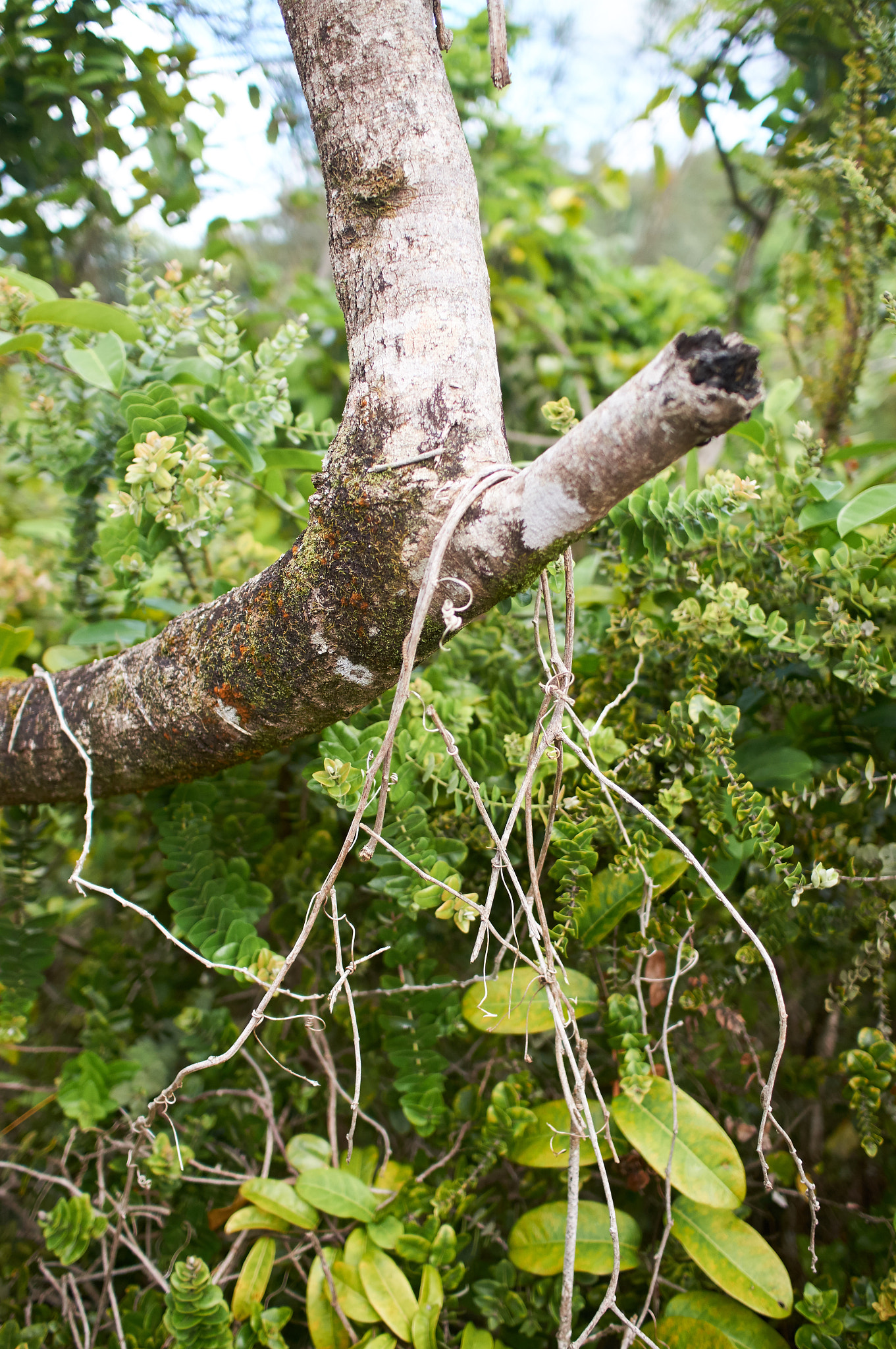 Sony Alpha NEX-6 + Sony Sonnar T* E 24mm F1.8 ZA sample photo. Hawaii 6 photography