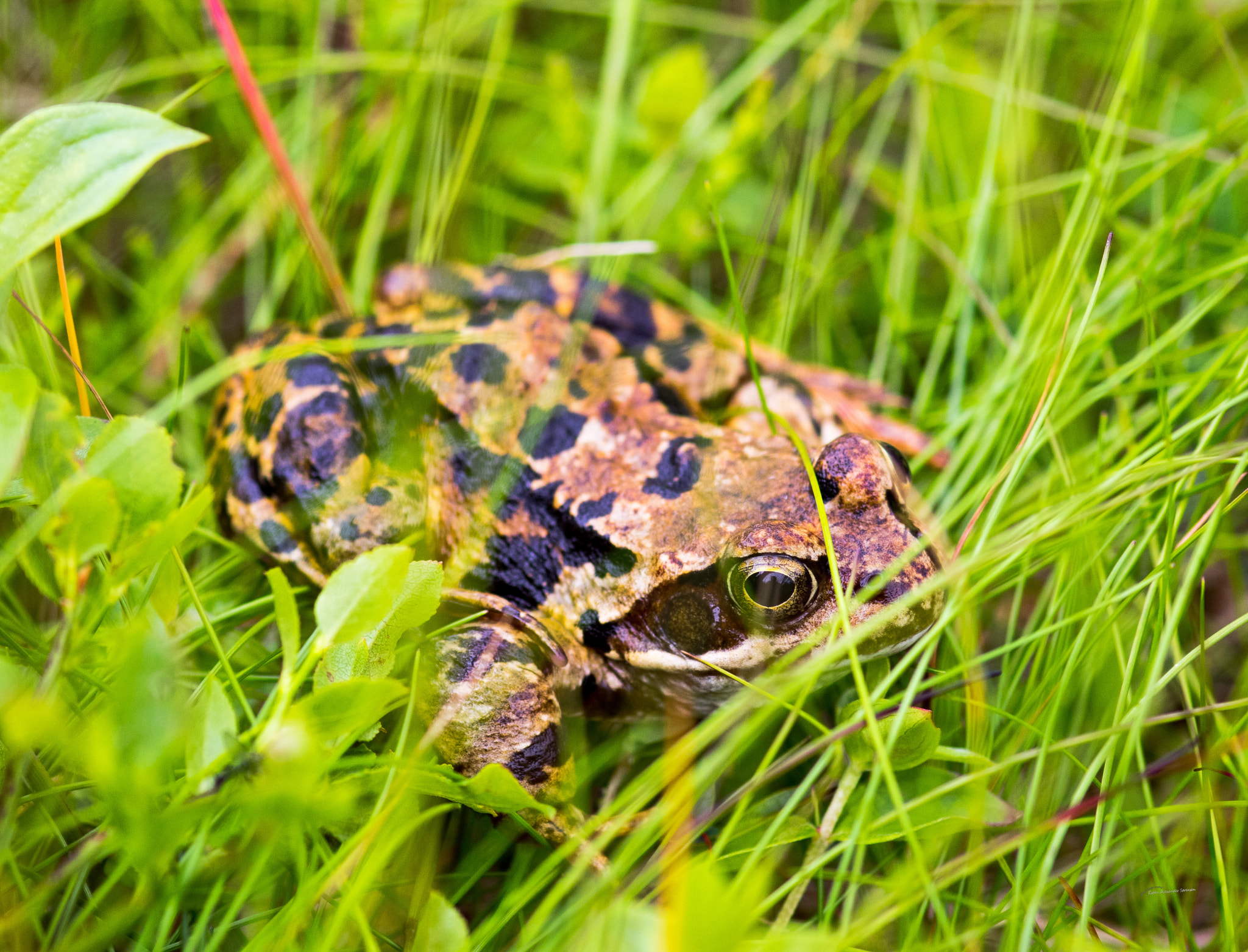 Sigma 105mm F2.8 EX DG Macro sample photo. Frog photography