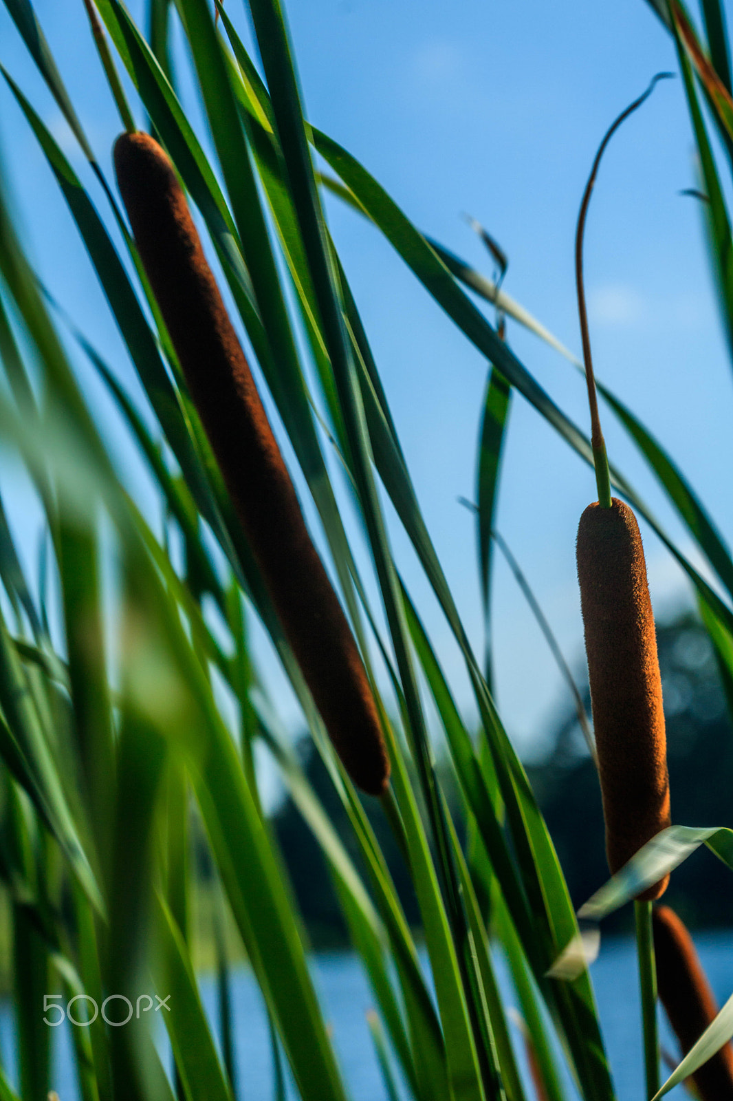 Canon EF 100mm F2.8 Macro USM sample photo. Water reed photography