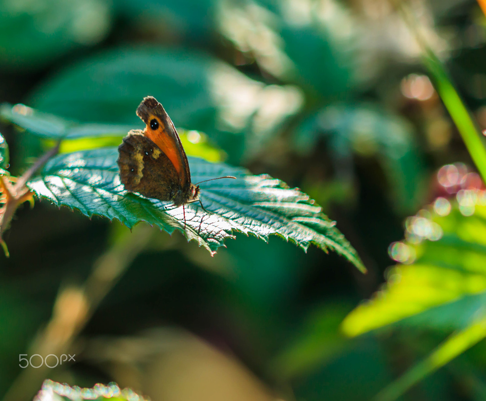 Canon EF 100mm F2.8 Macro USM sample photo. Butterfly on leave photography