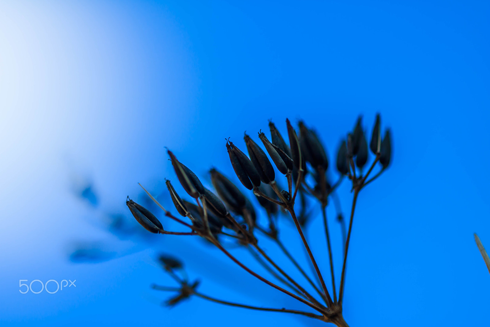 Canon EF 100mm F2.8 Macro USM sample photo. Dry plant photography