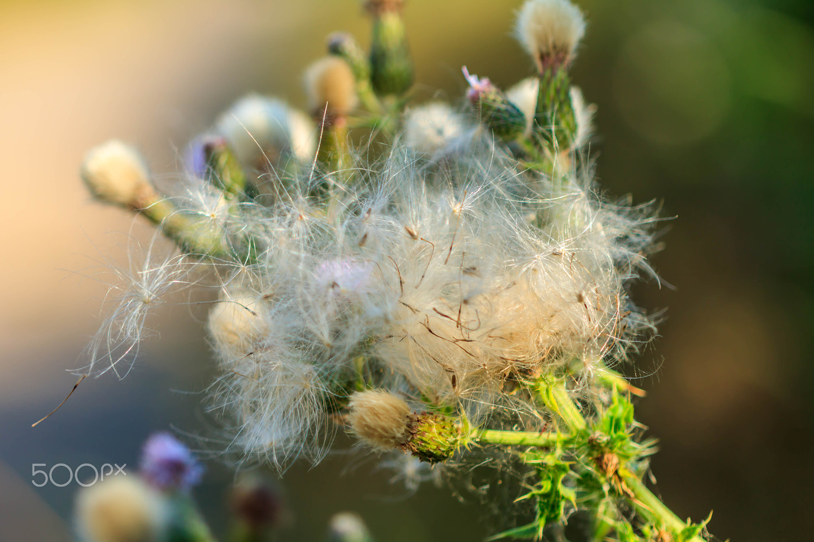 Canon EF 100mm F2.8 Macro USM sample photo. Dandylion photography