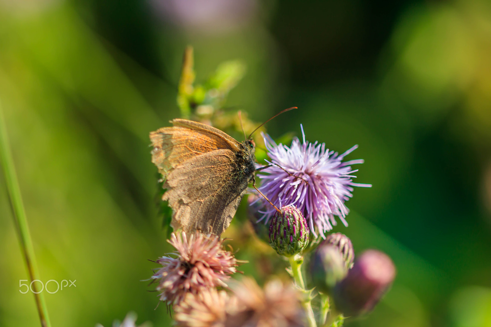 Canon EF 100mm F2.8 Macro USM sample photo. Butterfly and thistle photography