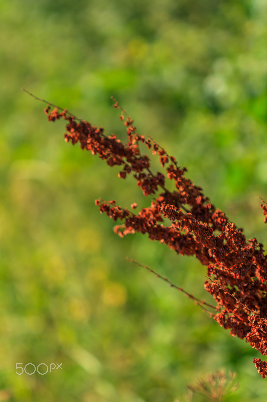 Canon EF 100mm F2.8 Macro USM sample photo. Dry plant red photography