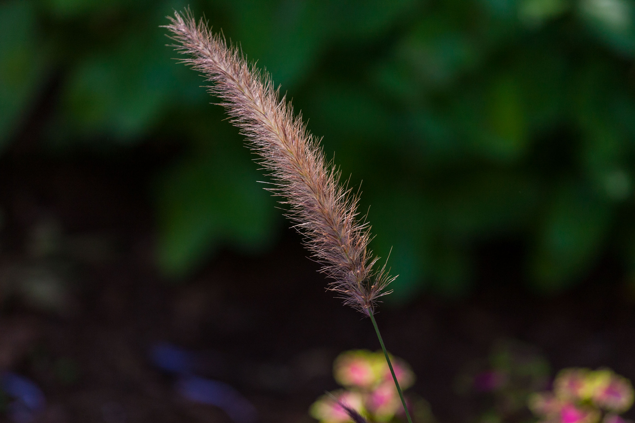 Canon EOS-1D Mark III sample photo. Light photography
