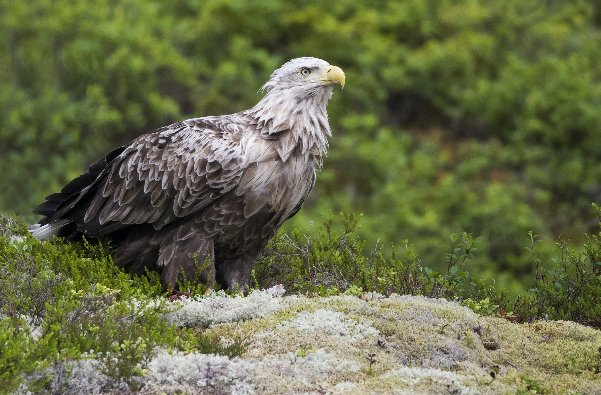 Nikon D500 + Nikon AF-S Nikkor 300mm F4D ED-IF sample photo. White tailed eagle photography